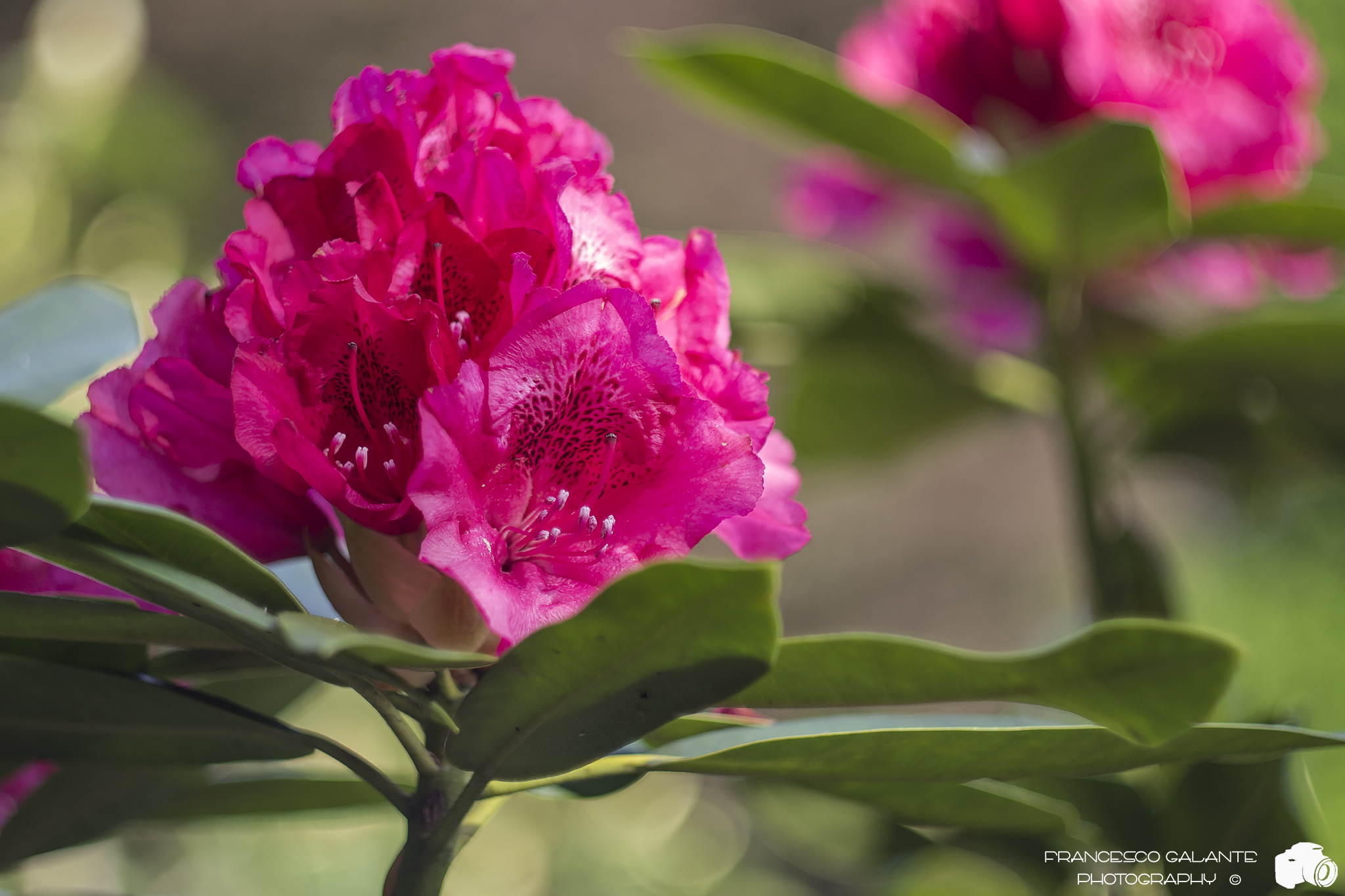 The Rhododendron