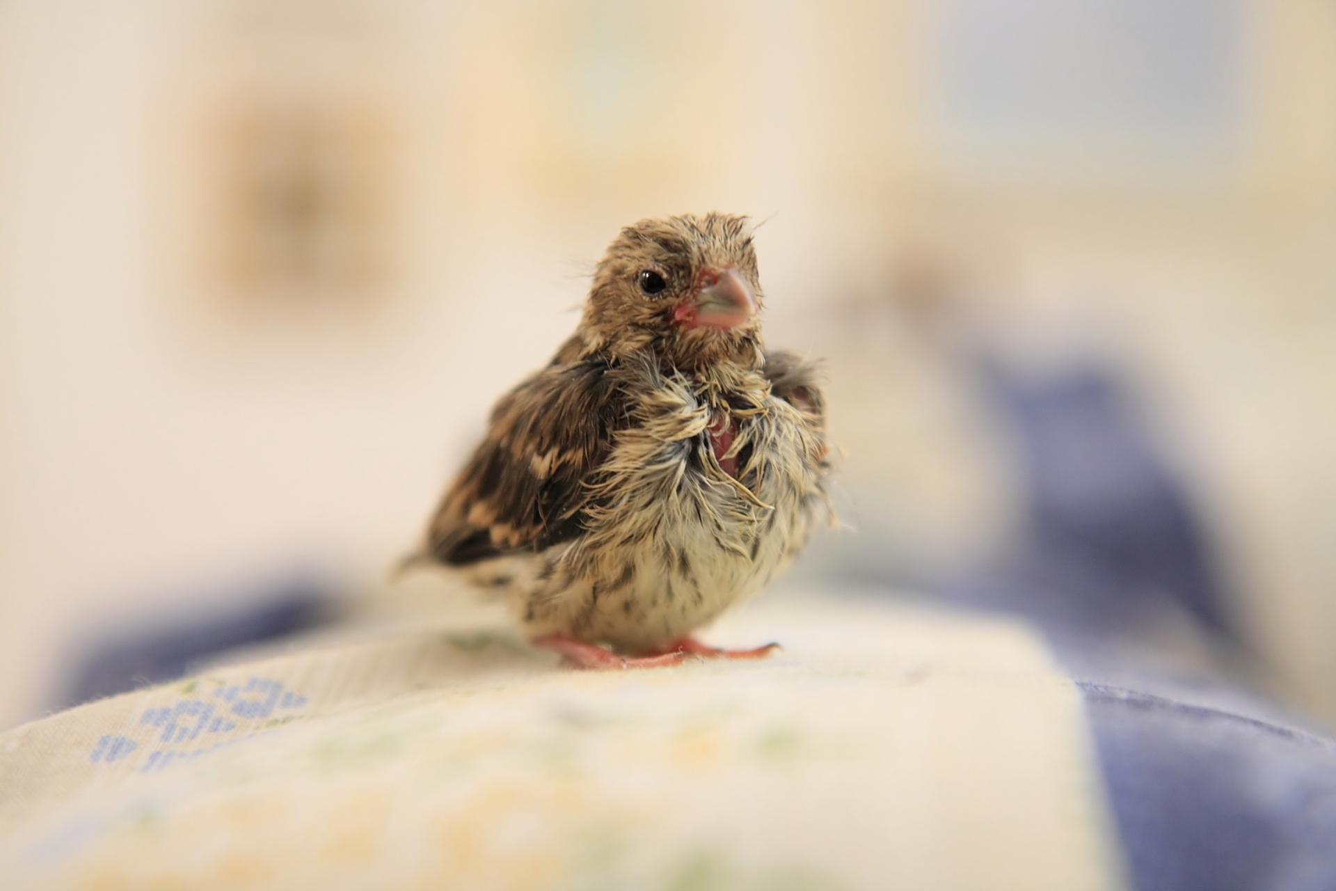 Un piccolo amico che aveva bisogno di aiuto