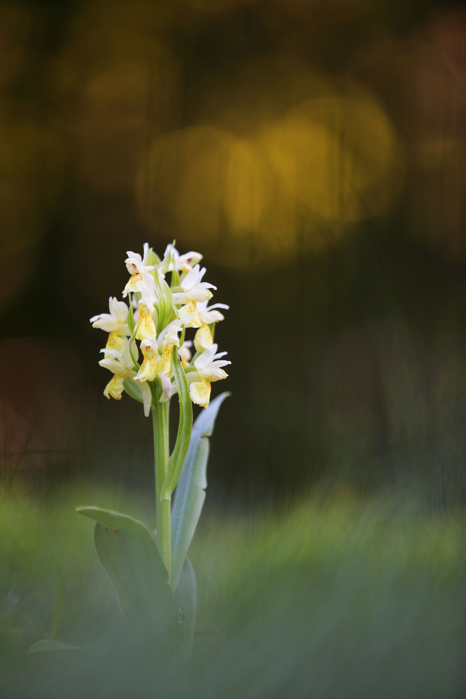 Dactylorhiza sambucina