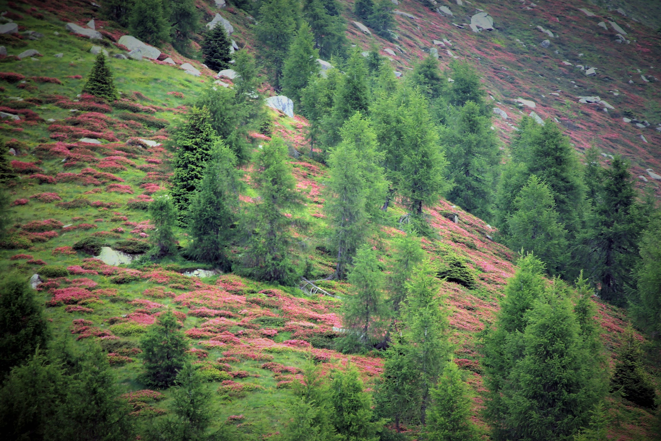 Flowering rhododendrons