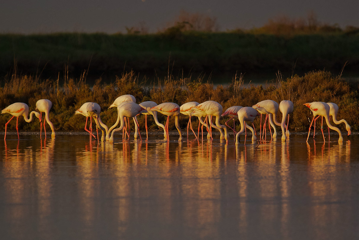 Breakfast of flamingos