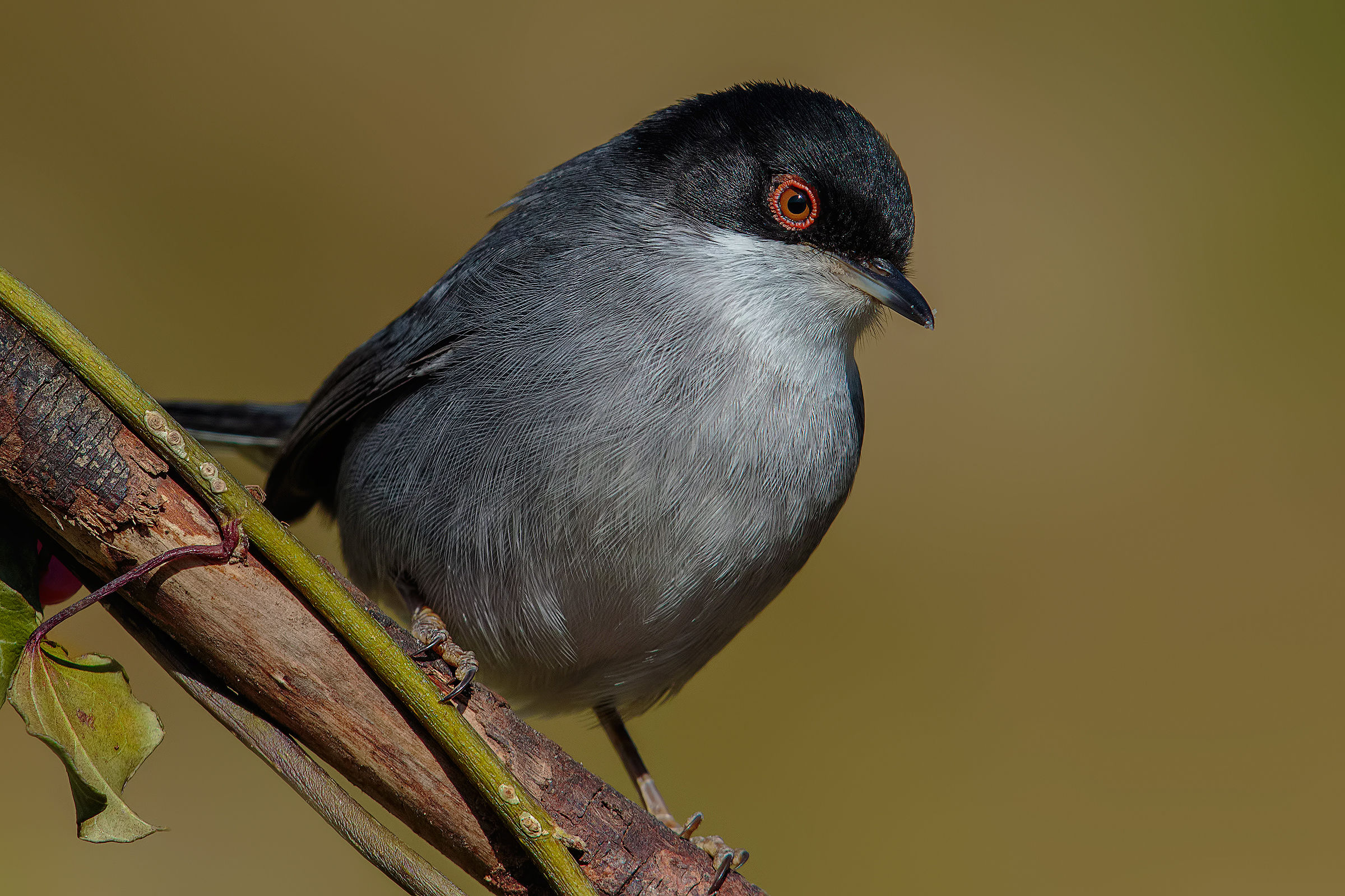 Warbler to 1280mm # 2