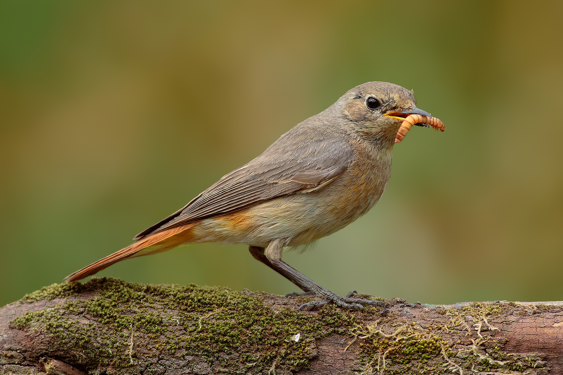 Mom Codirossa with prey ....