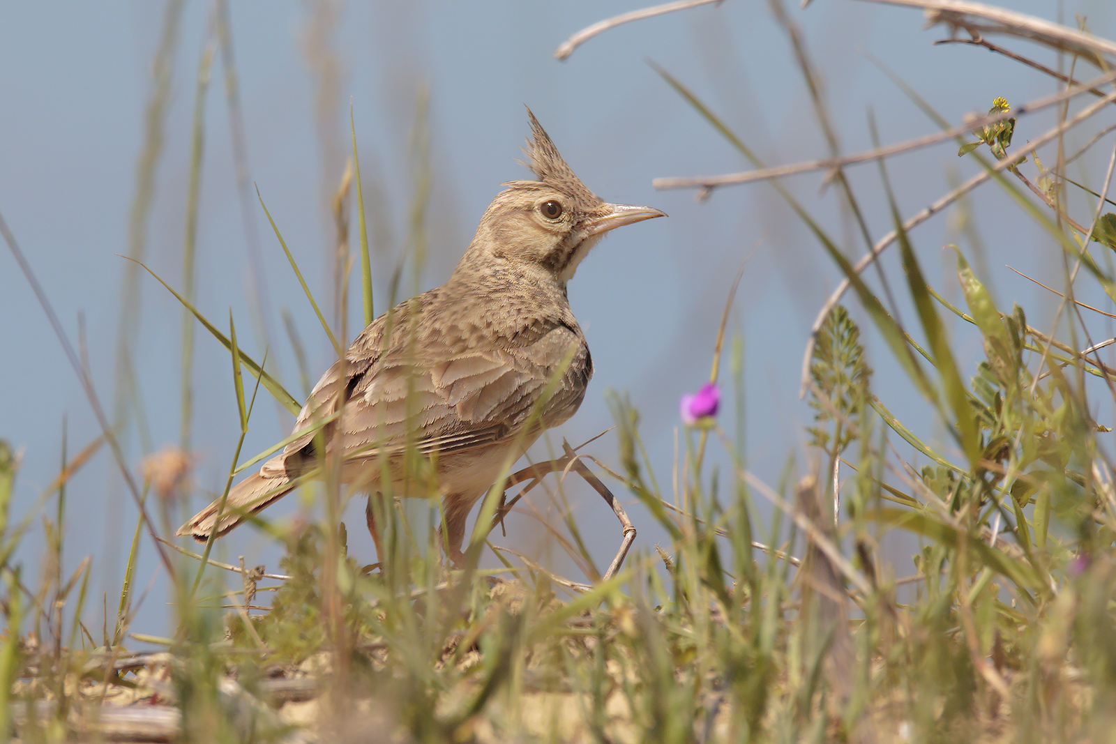 Cappellaccia ... a little hidden ...