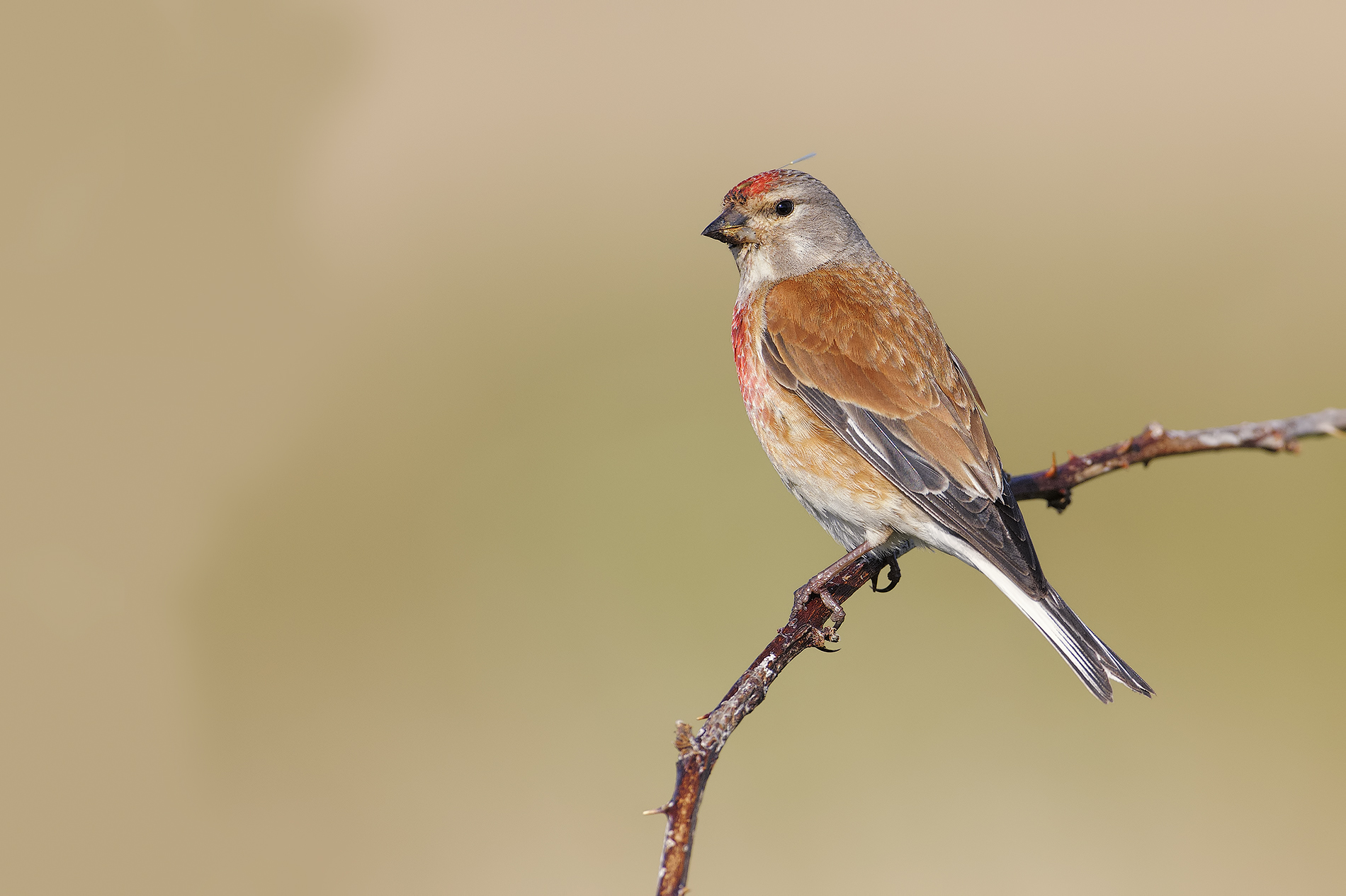 Linnet male
