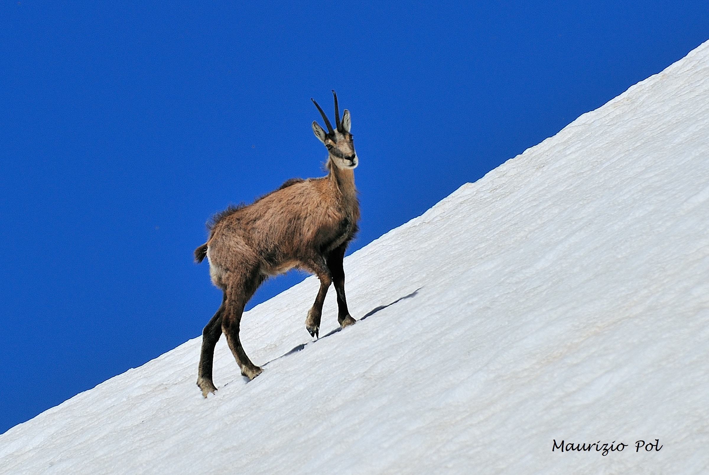 suede on the snowfield