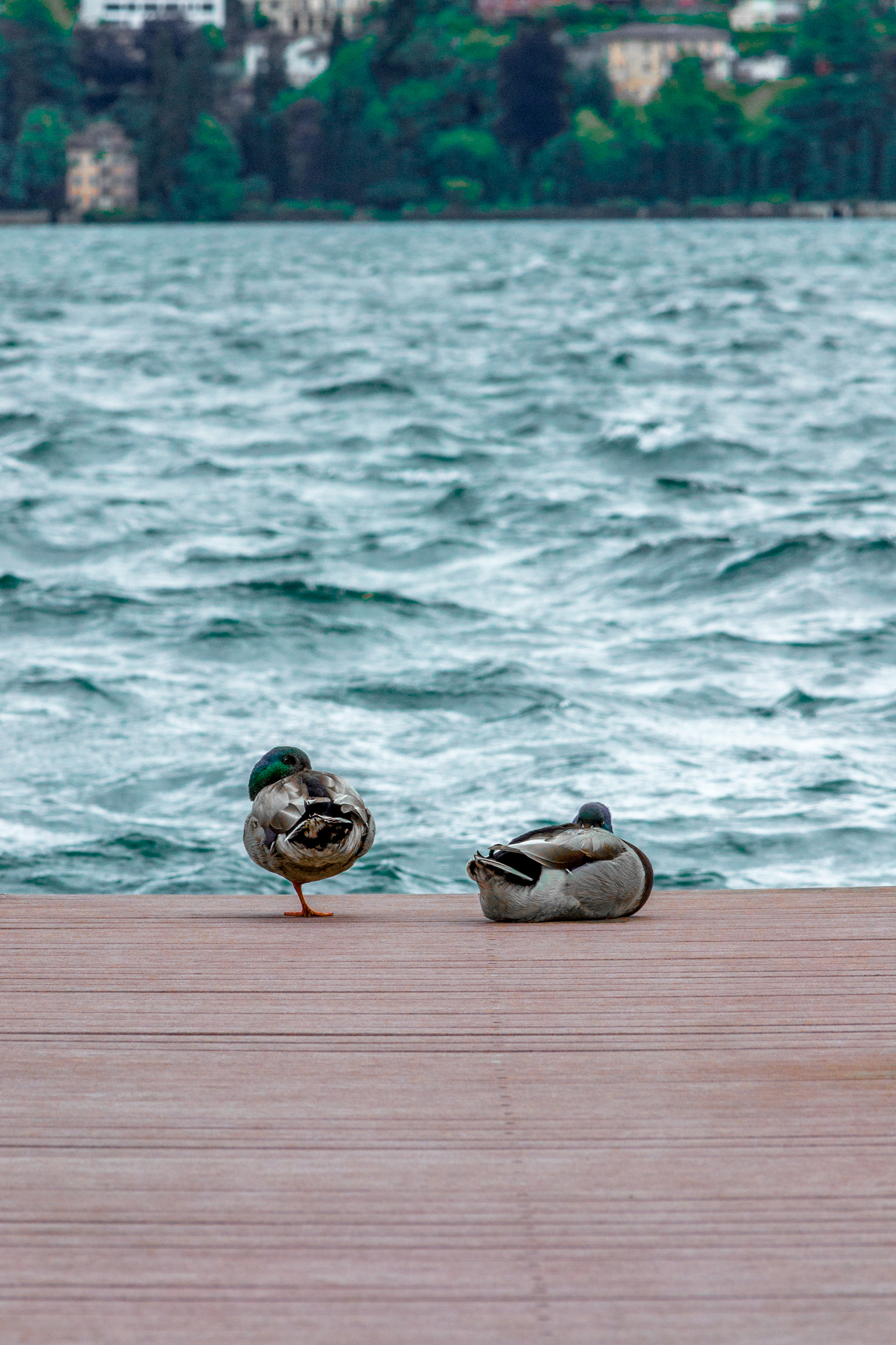 Ducks on the dock