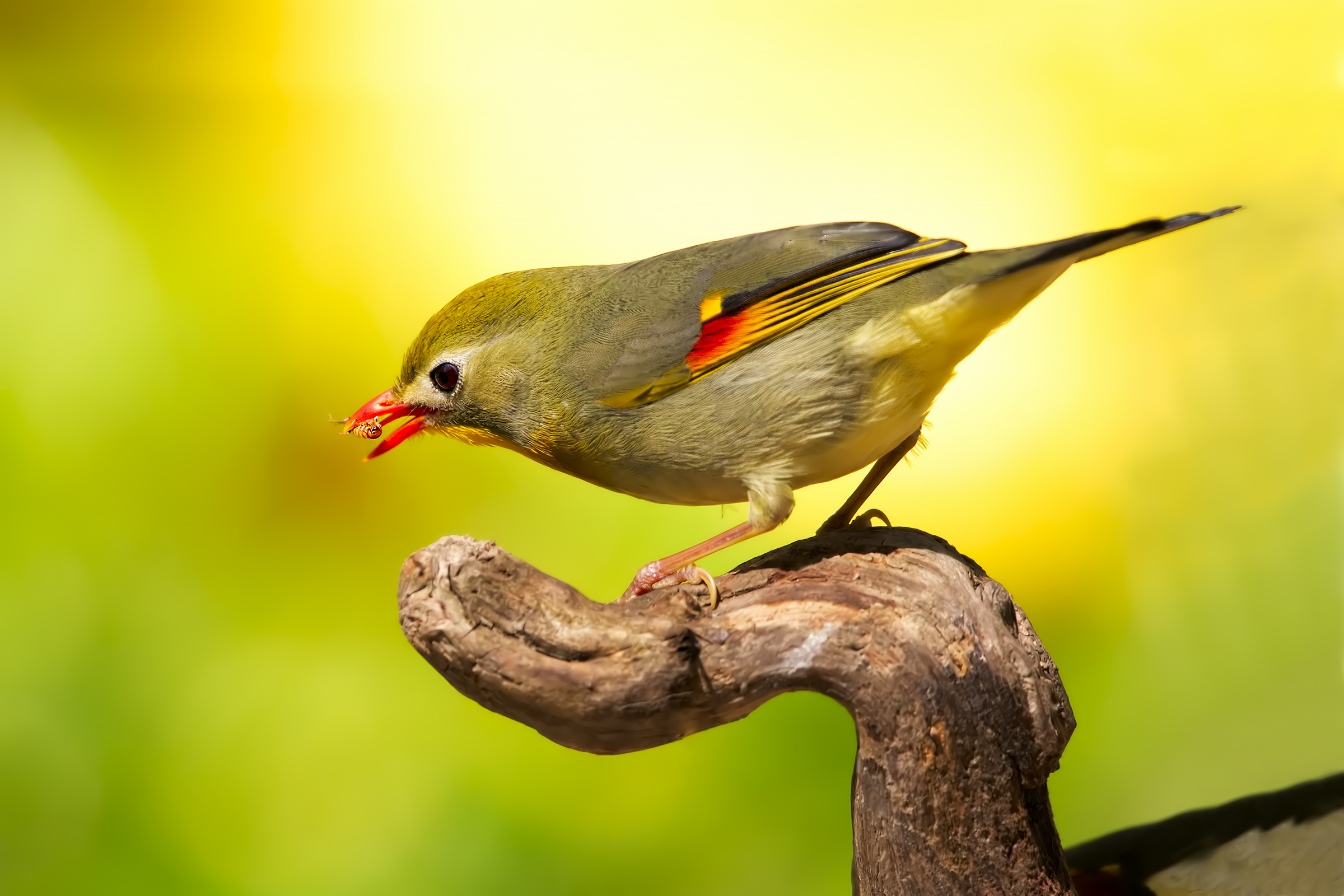 Nightingale of Japan