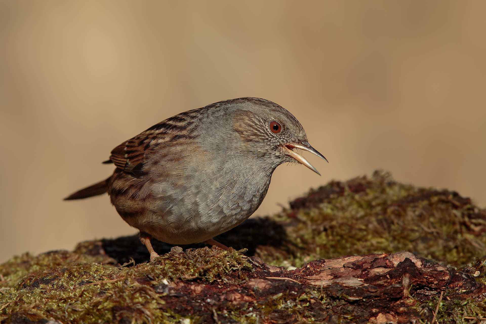 Passera Scopaiola #2