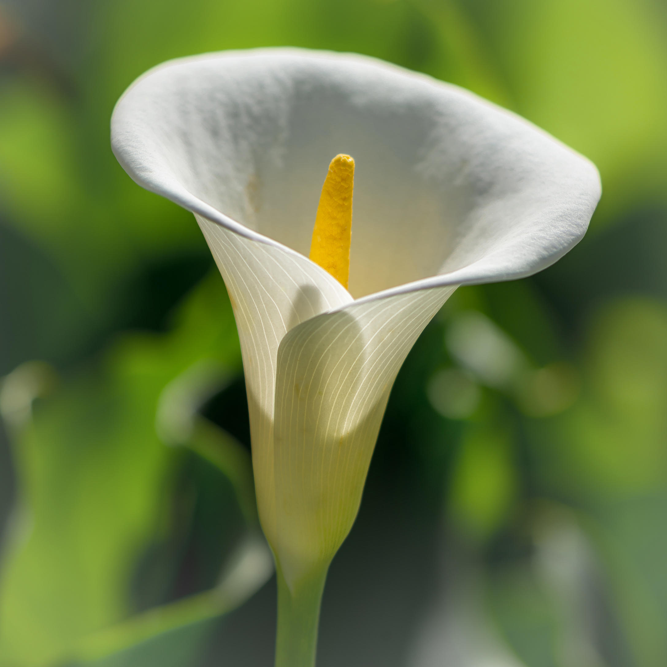the candor of a calla