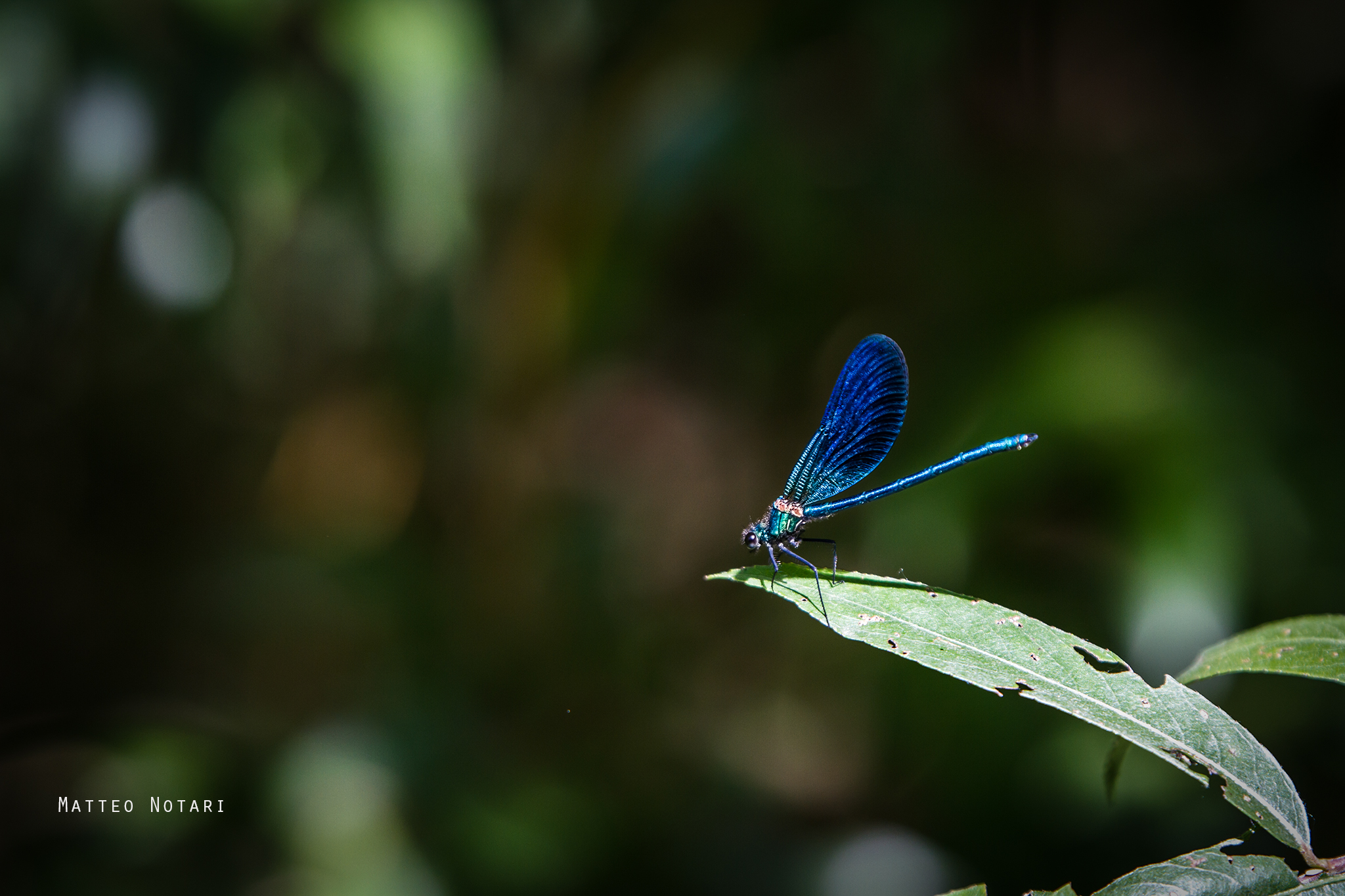 blue dragonfly
