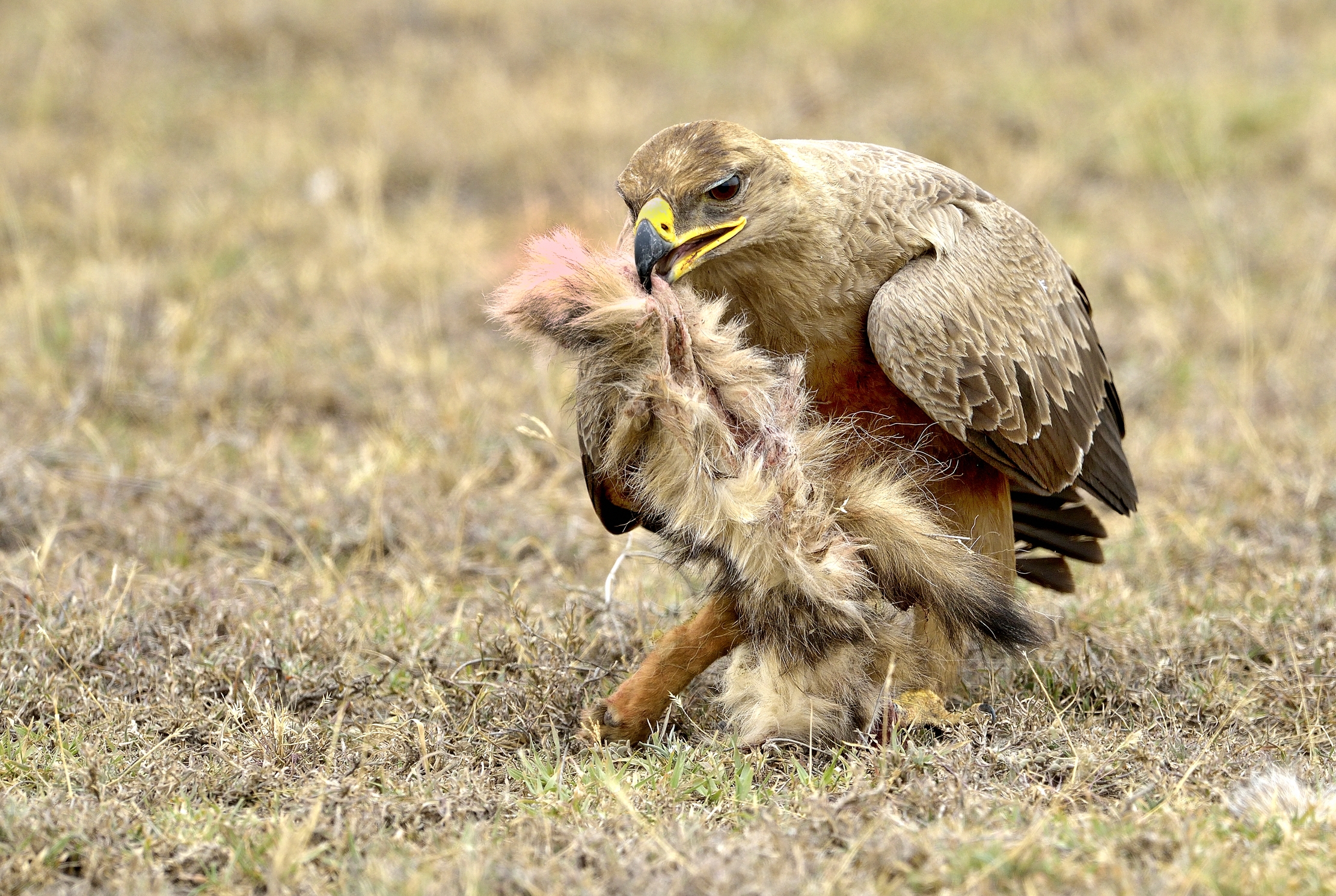Tanzania 2015 - Aquila delle steppe con preda