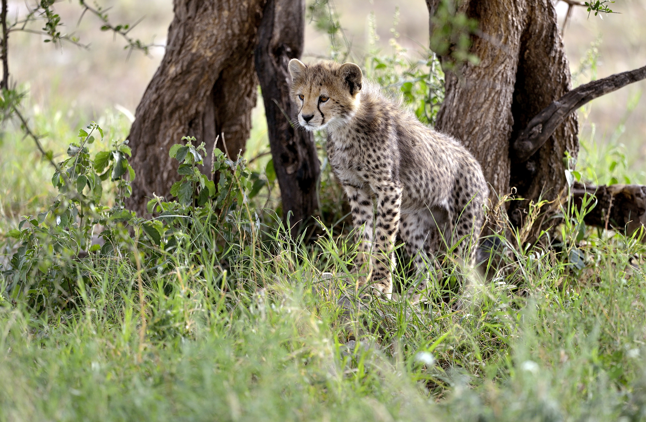 Tanzania 2015 - Piccolo già di vedetta