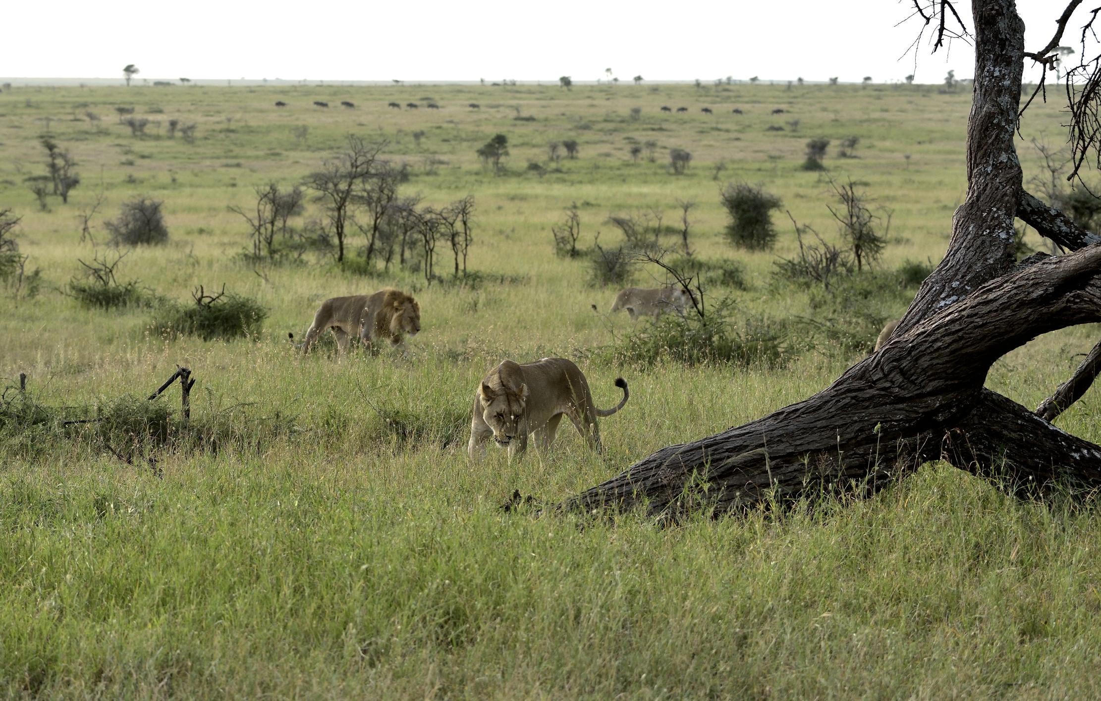 Tanzania 2015 - Leoni