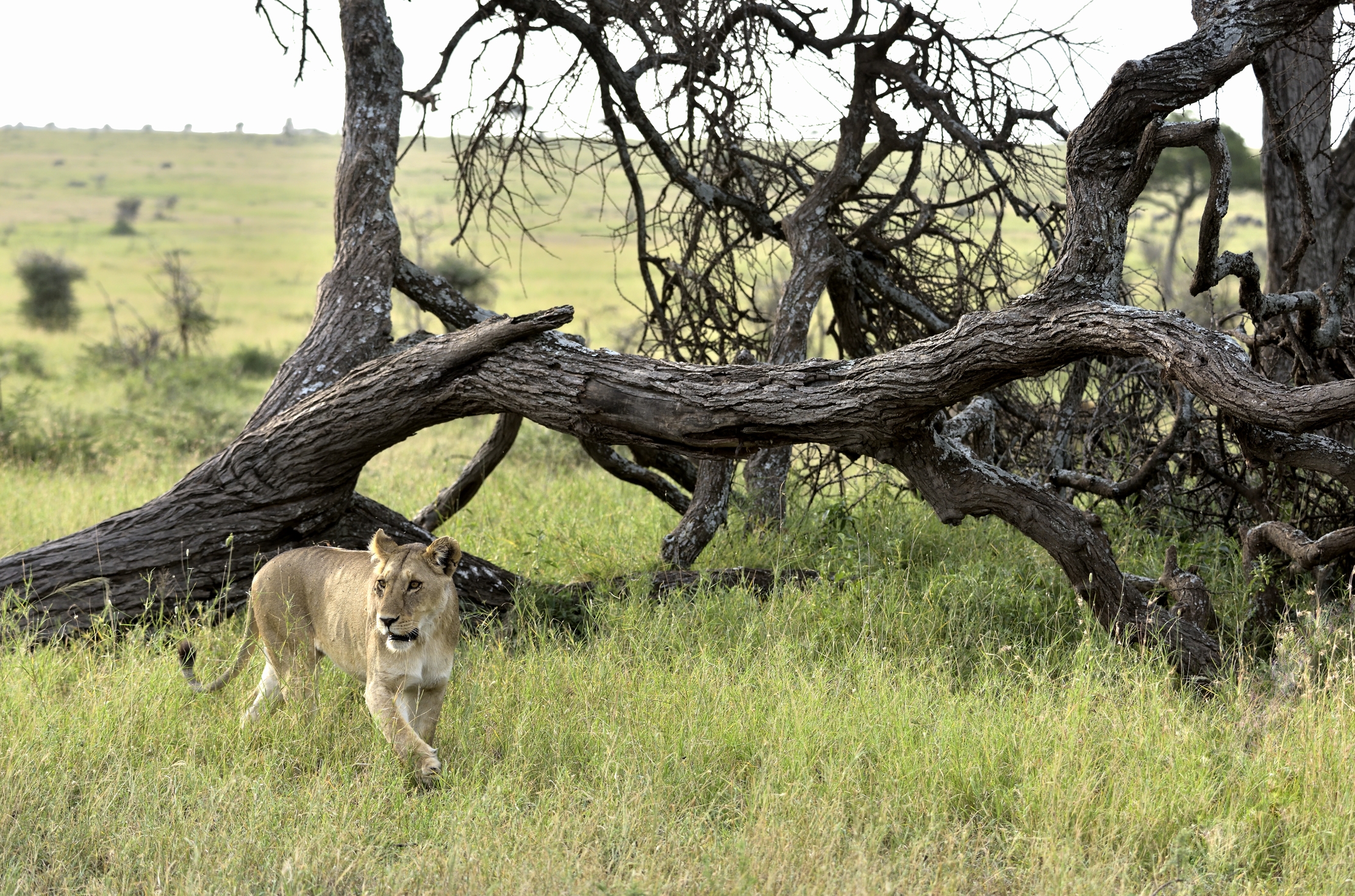 Tanzania 2015 - Lioness