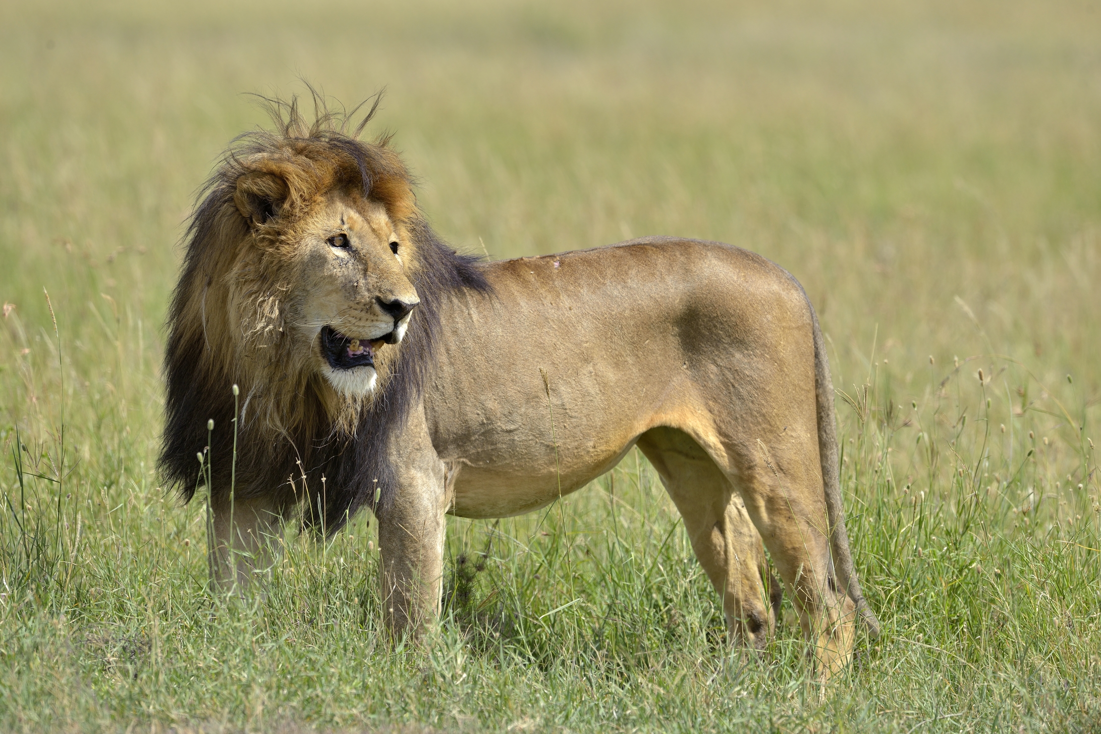 Tanzania 2015 - On prey