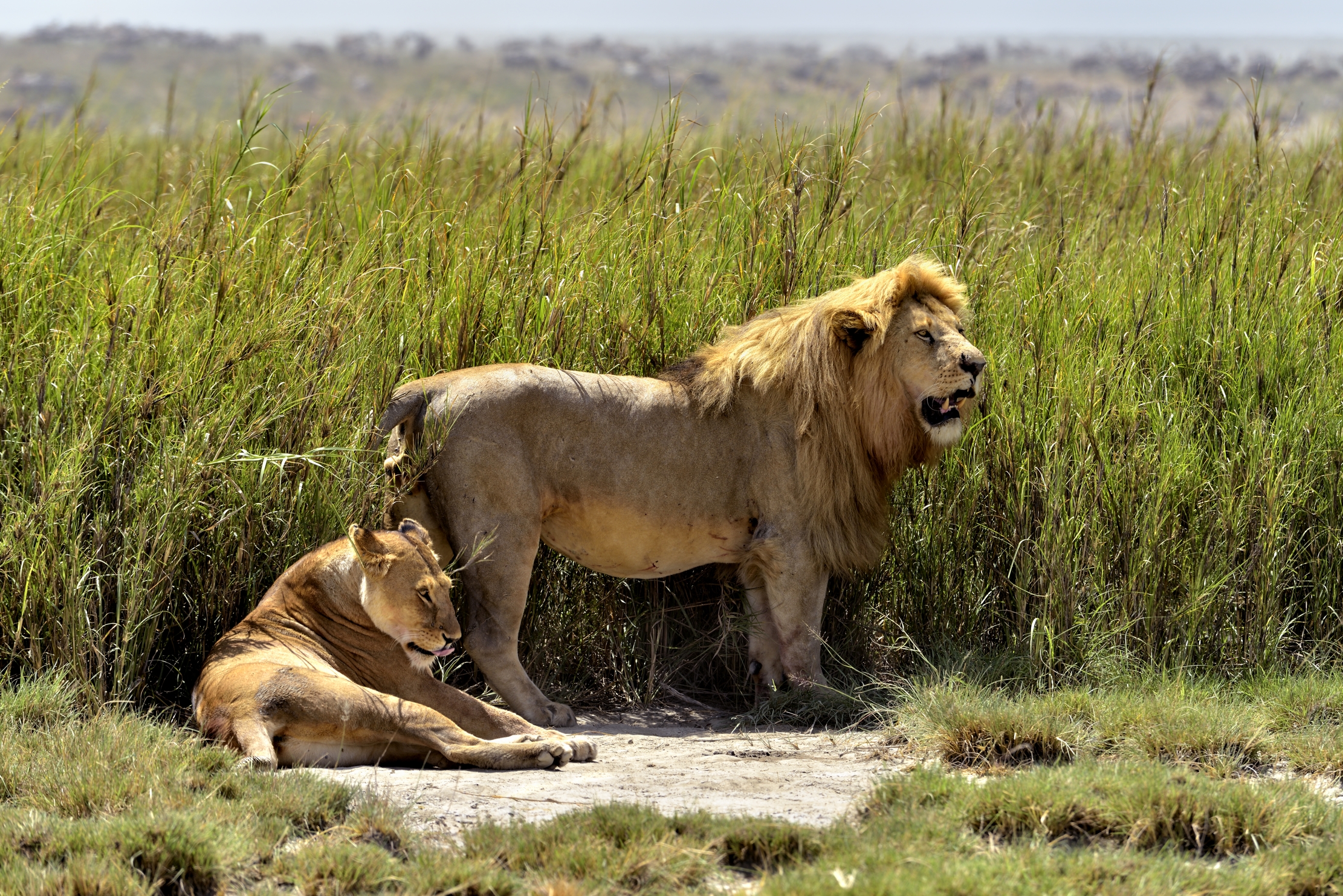 Tanzania 2015 - Lions