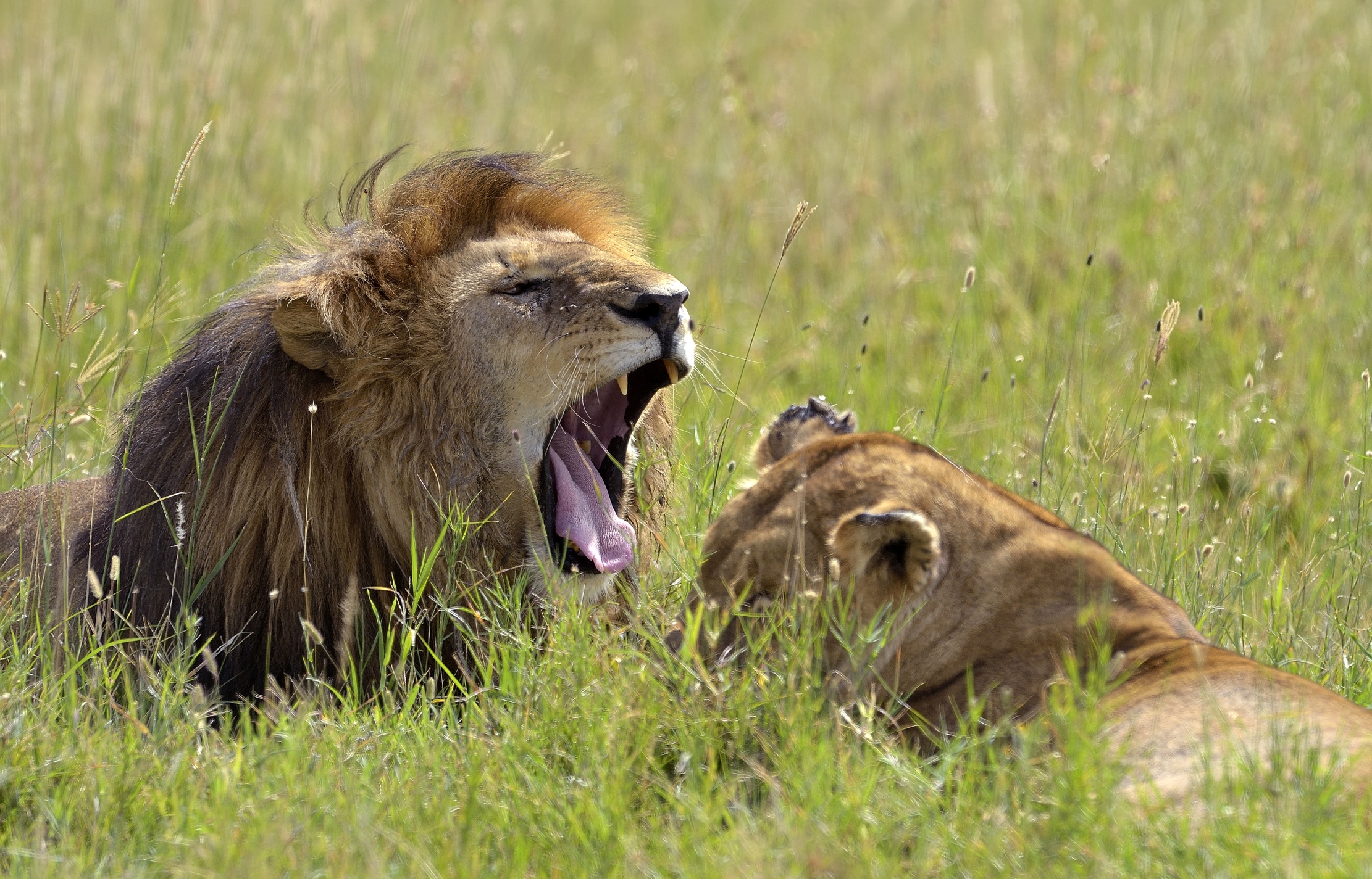 Tanzania 2015 - breathed ....