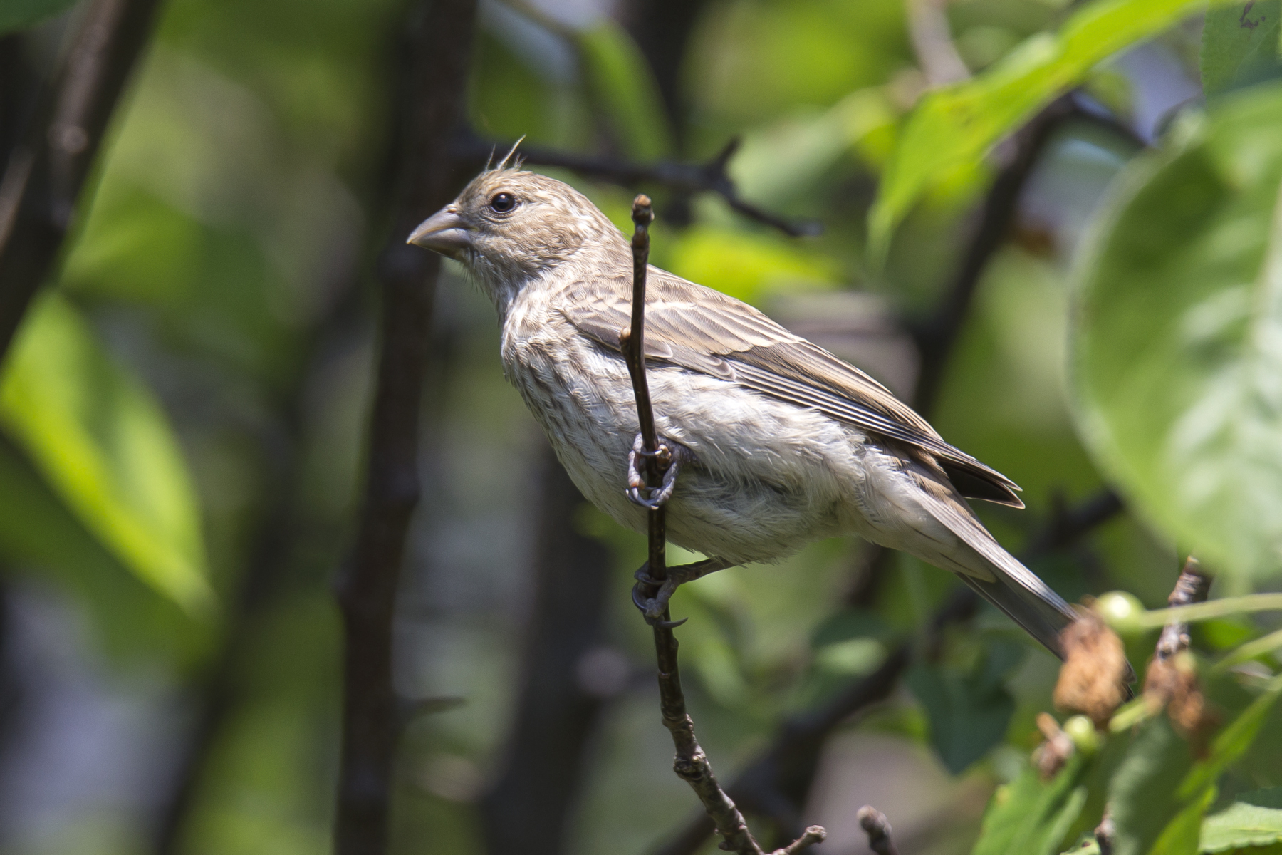 Female House Finch