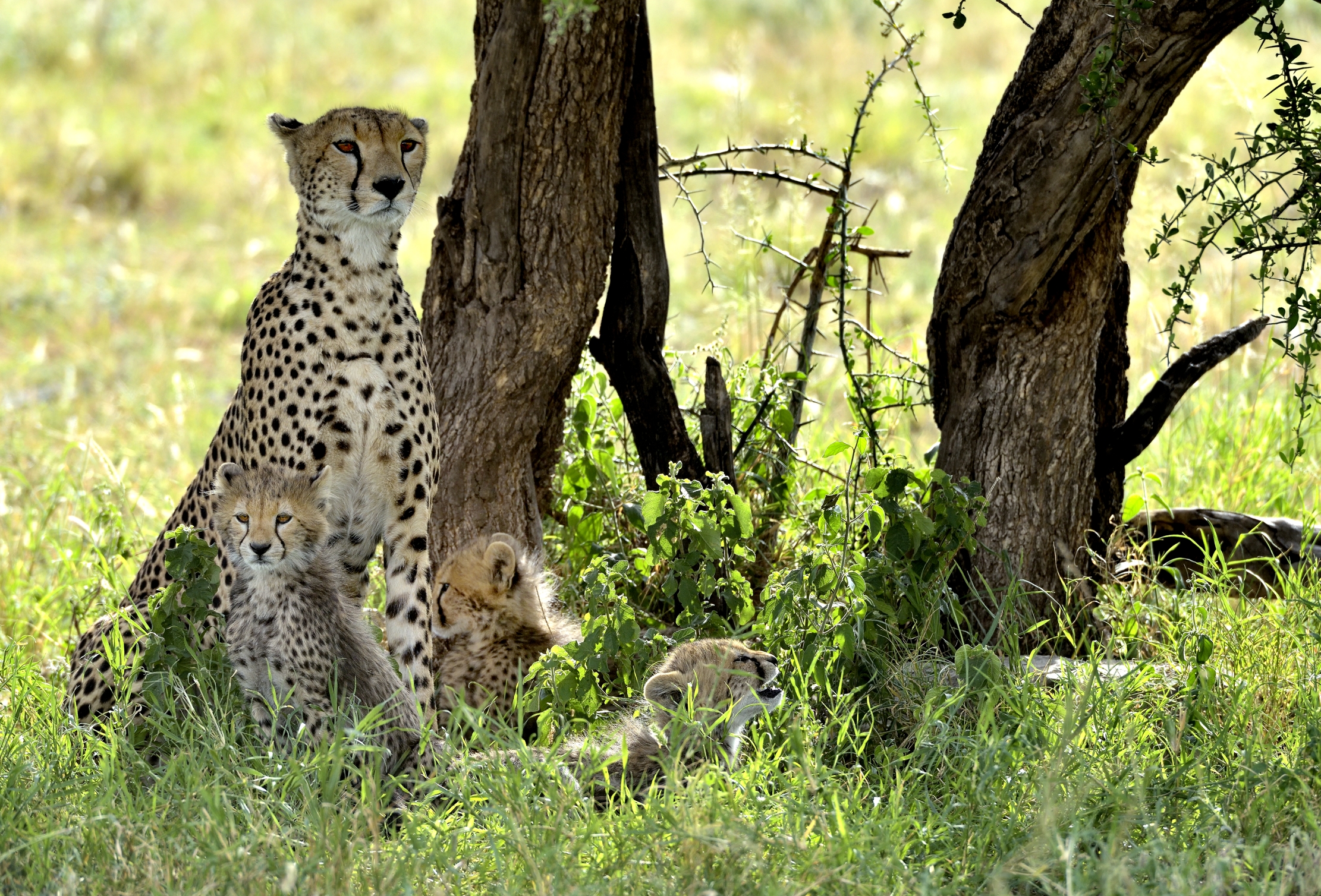 Tanzania 2015 - Sotto l'albero