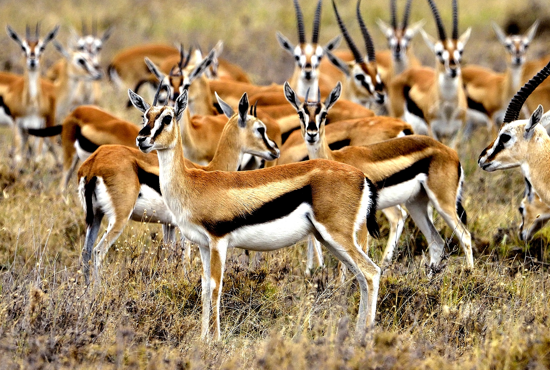 Tanzania 2015 - Gazzelle
