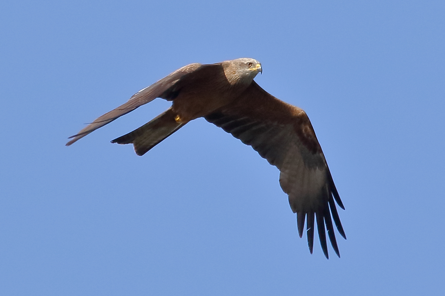 Marsh Harrier