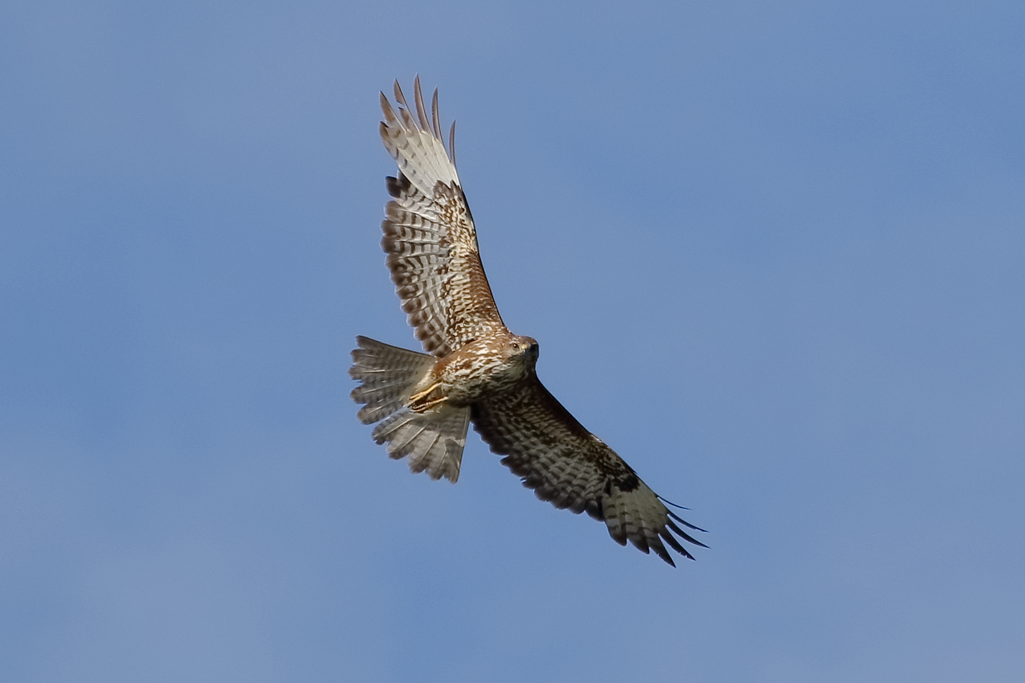 Buzzard
