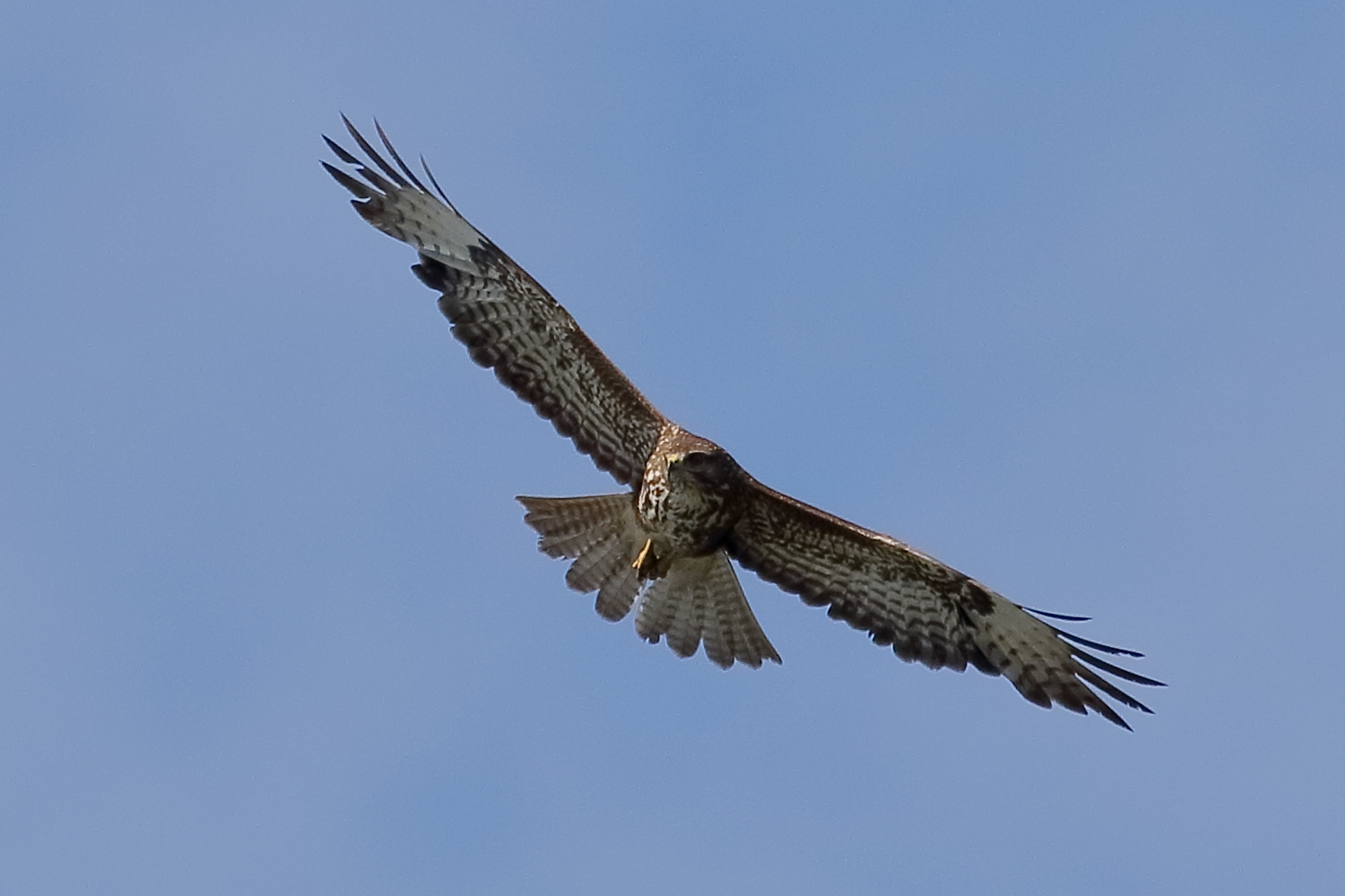 Buzzard
