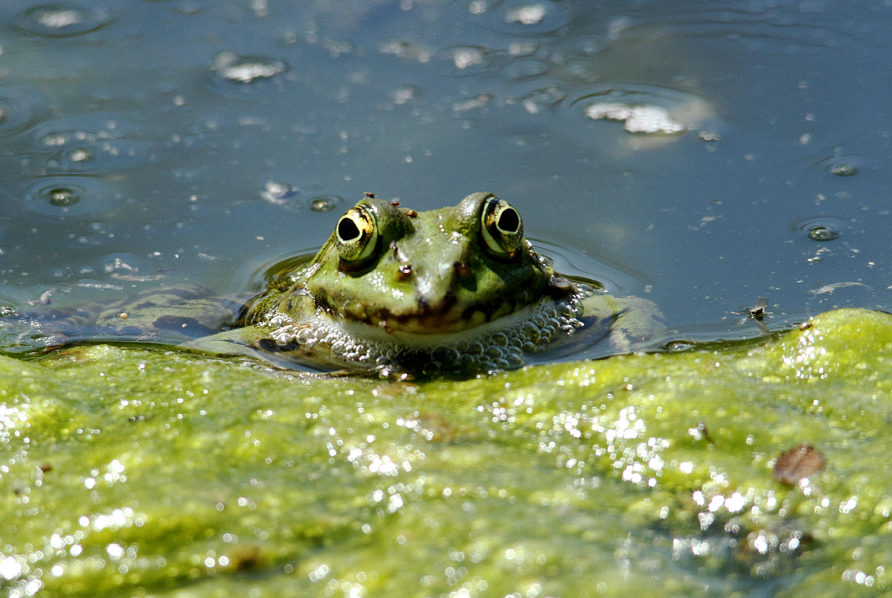 occhio di ranocchio 2