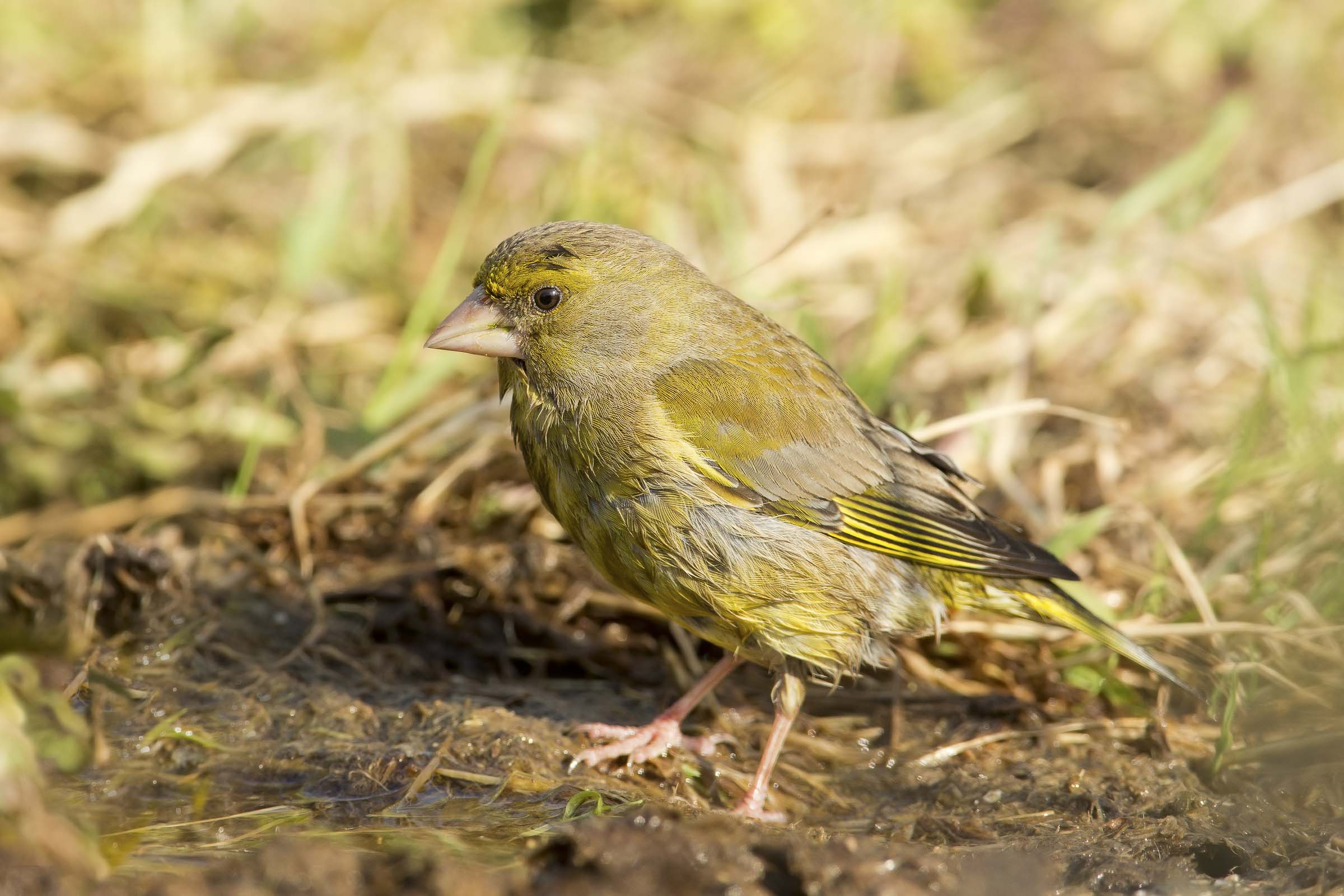 verdone (chloris chloris)