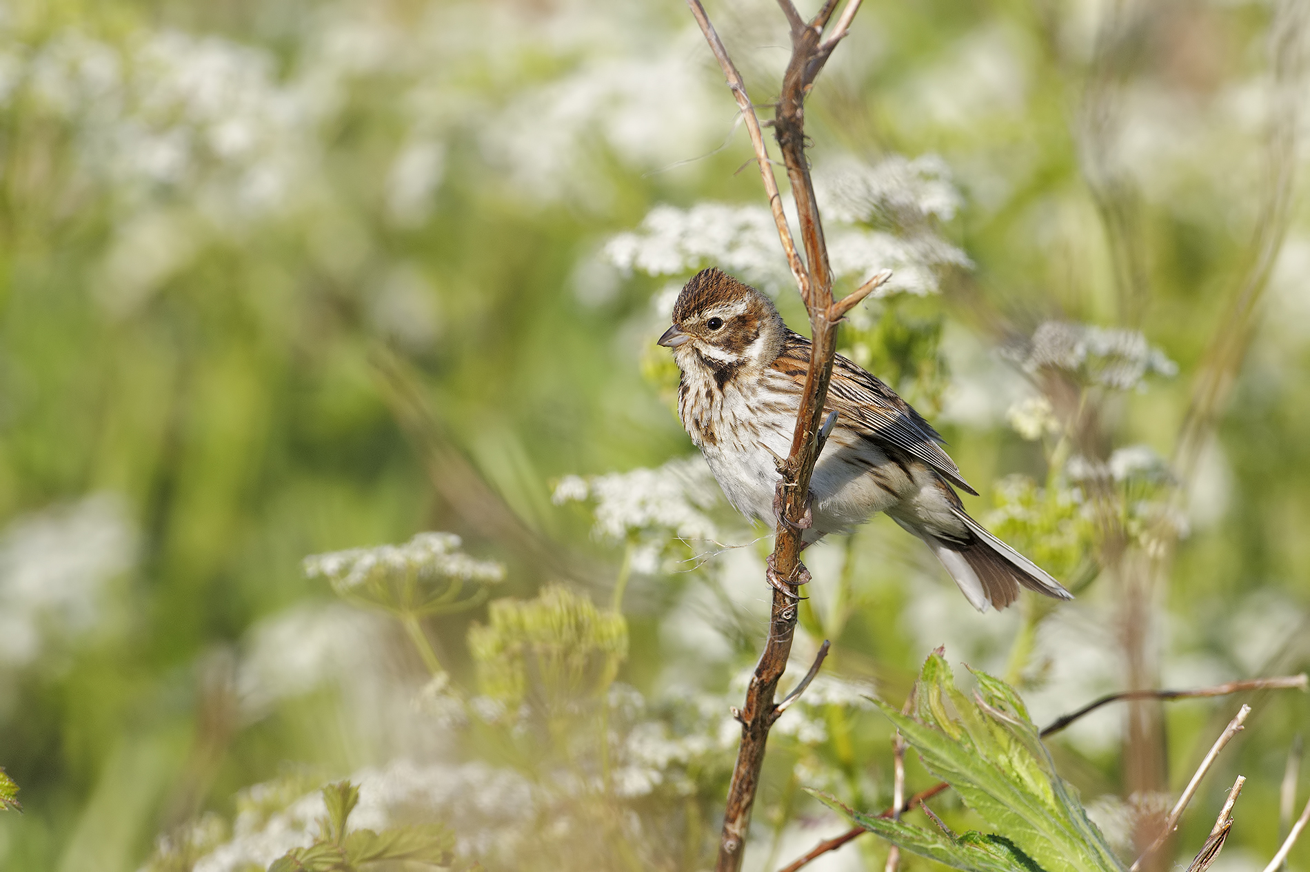 Migliarina among the flowers