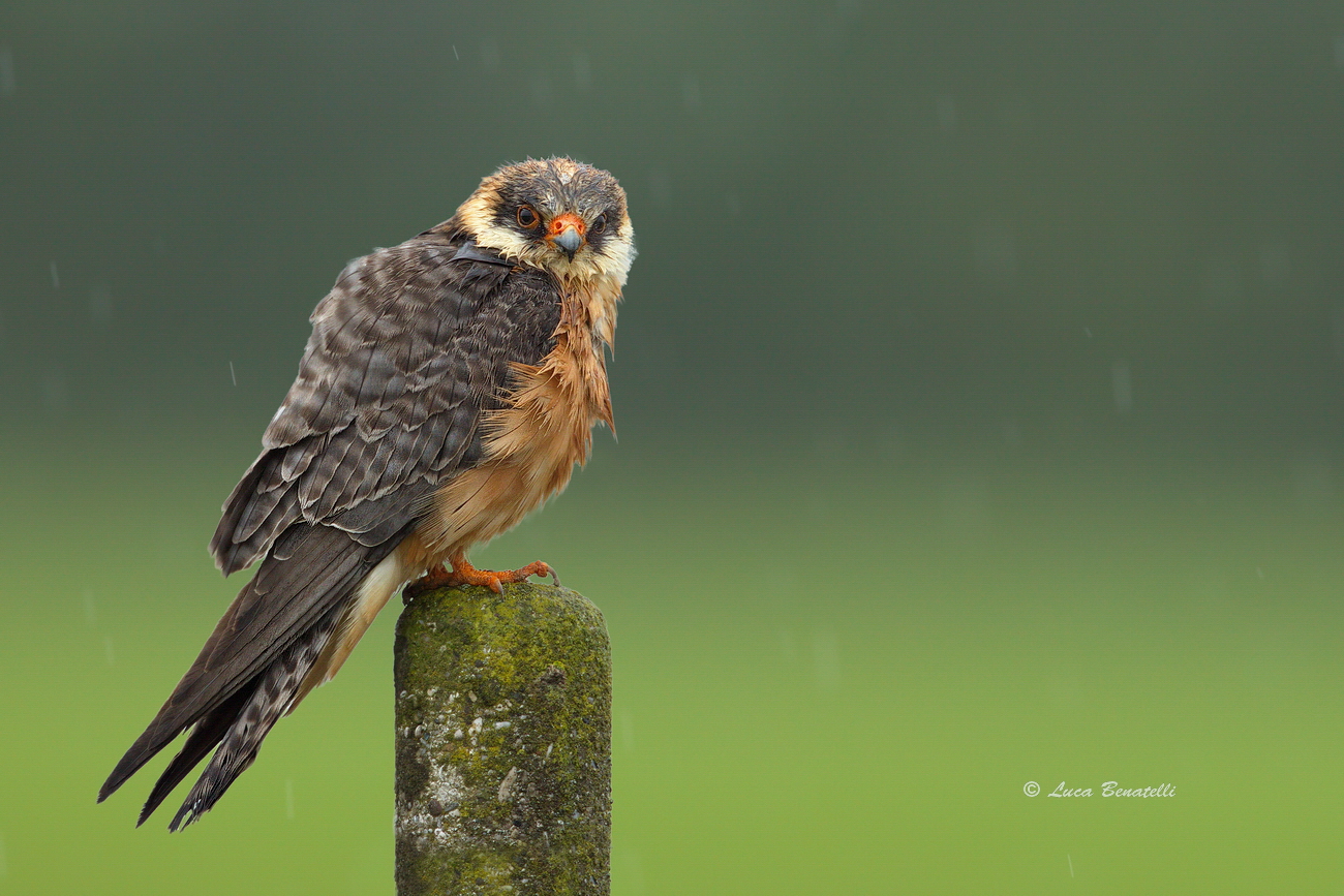 ..even her in the rain ..