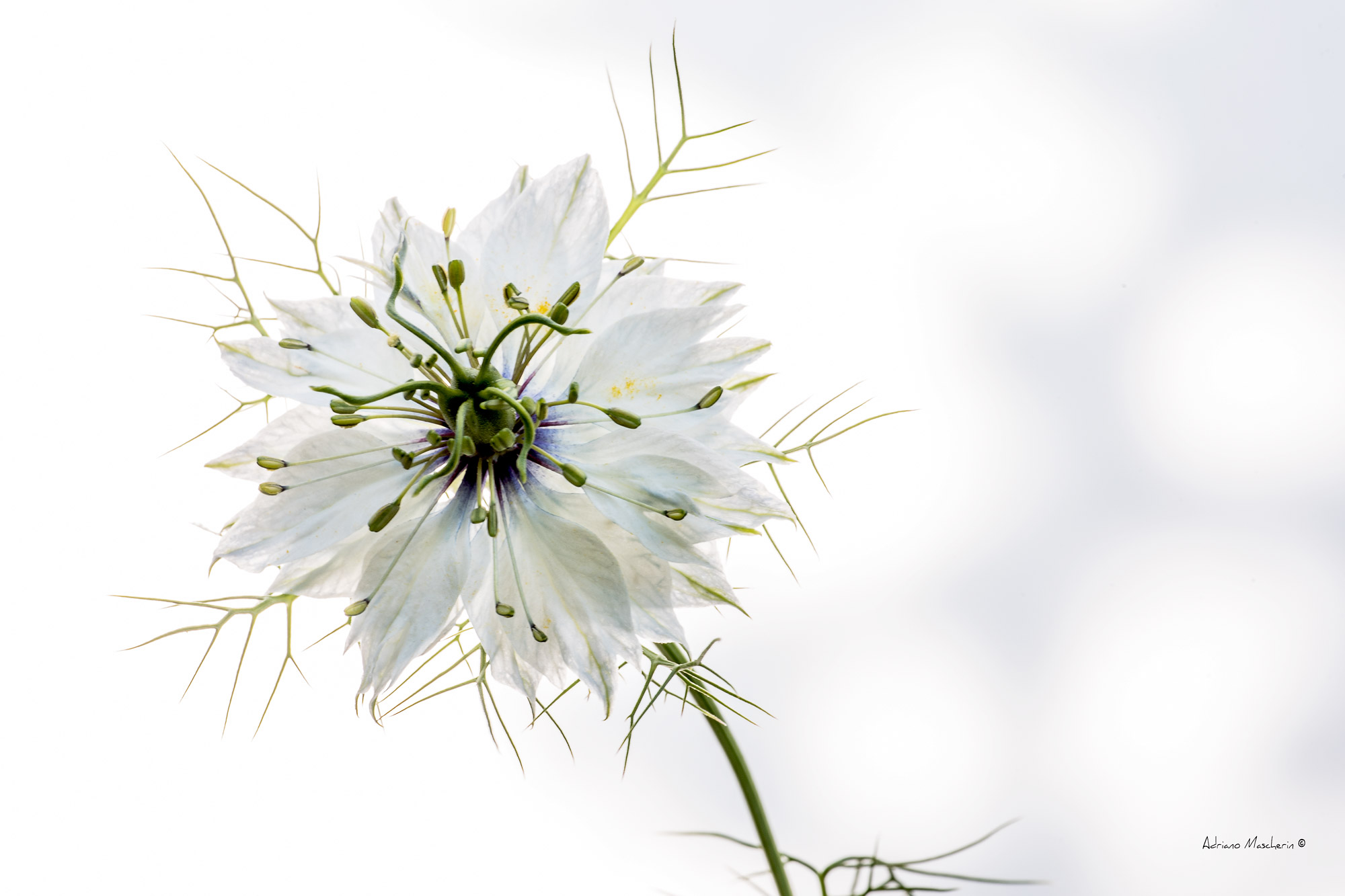 Nigella Damascena