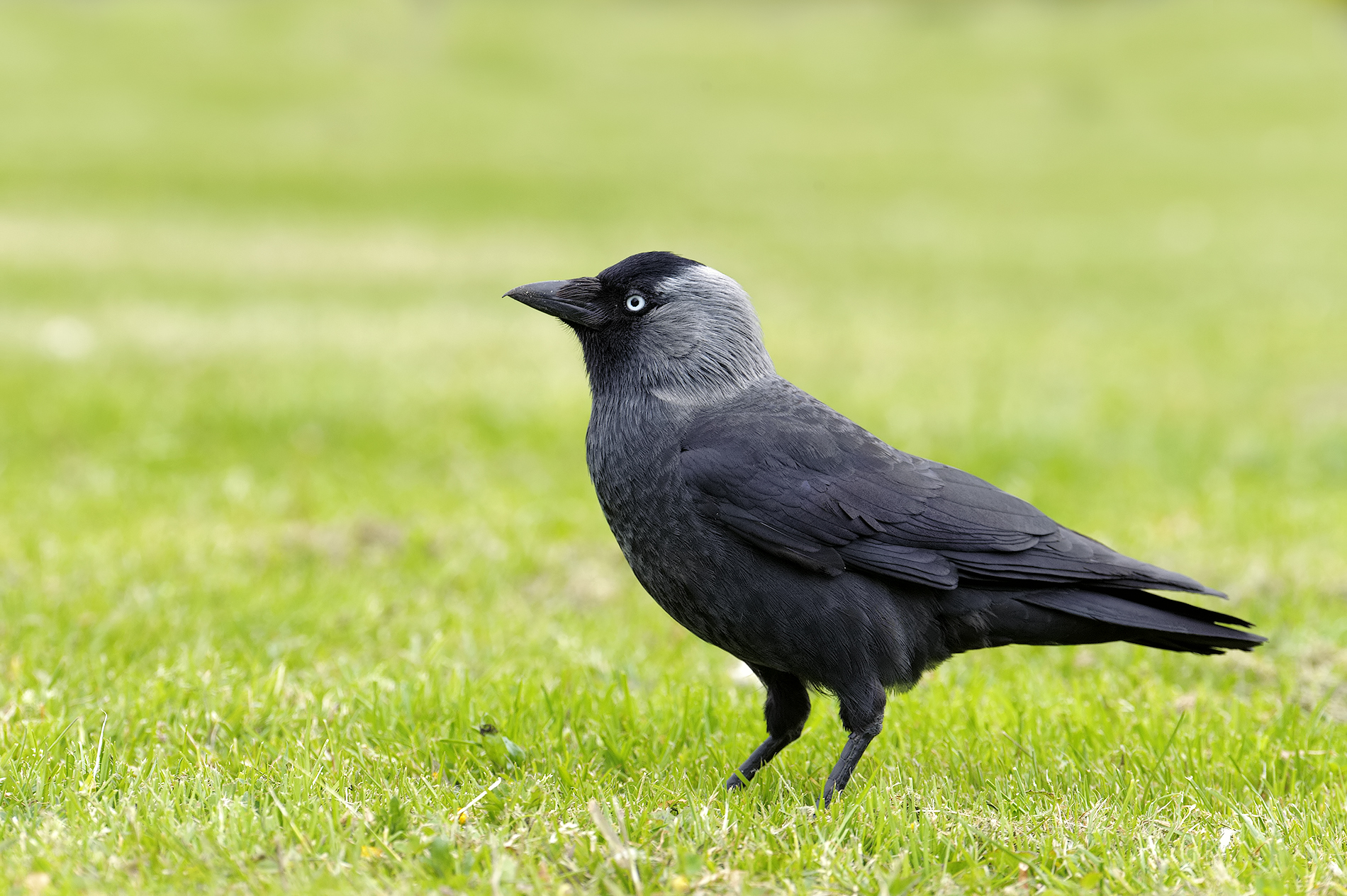 jackdaw