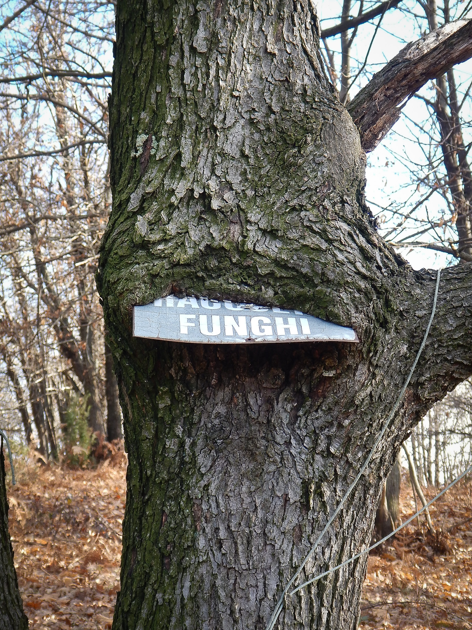 Albero che odia i funghi