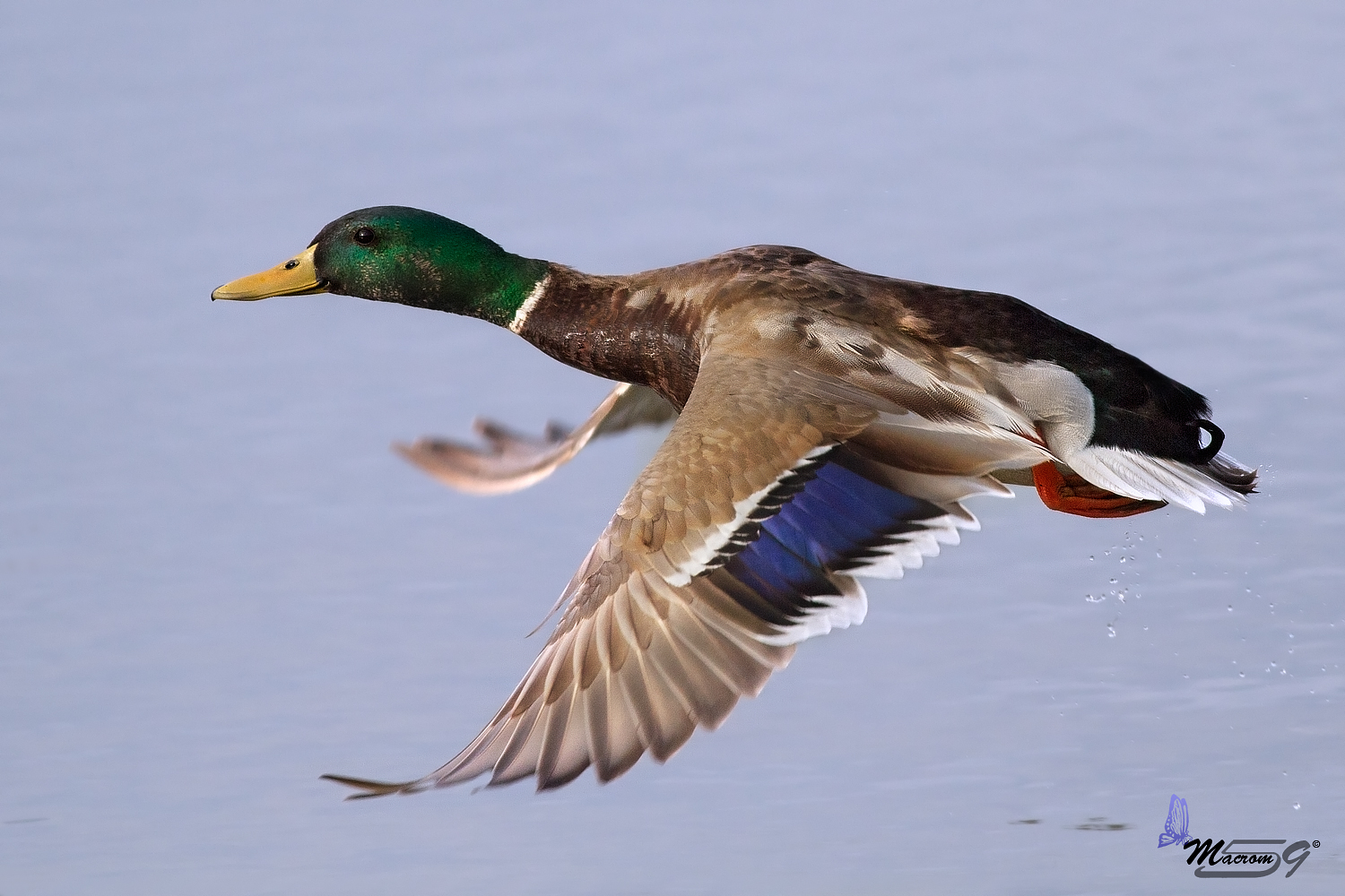 Germano in volo ravvicinato!