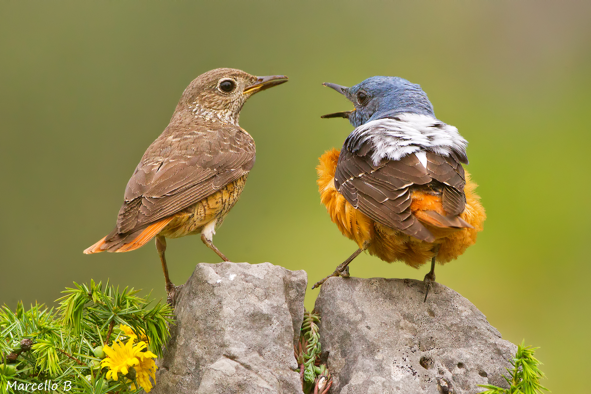 Rock thrush.