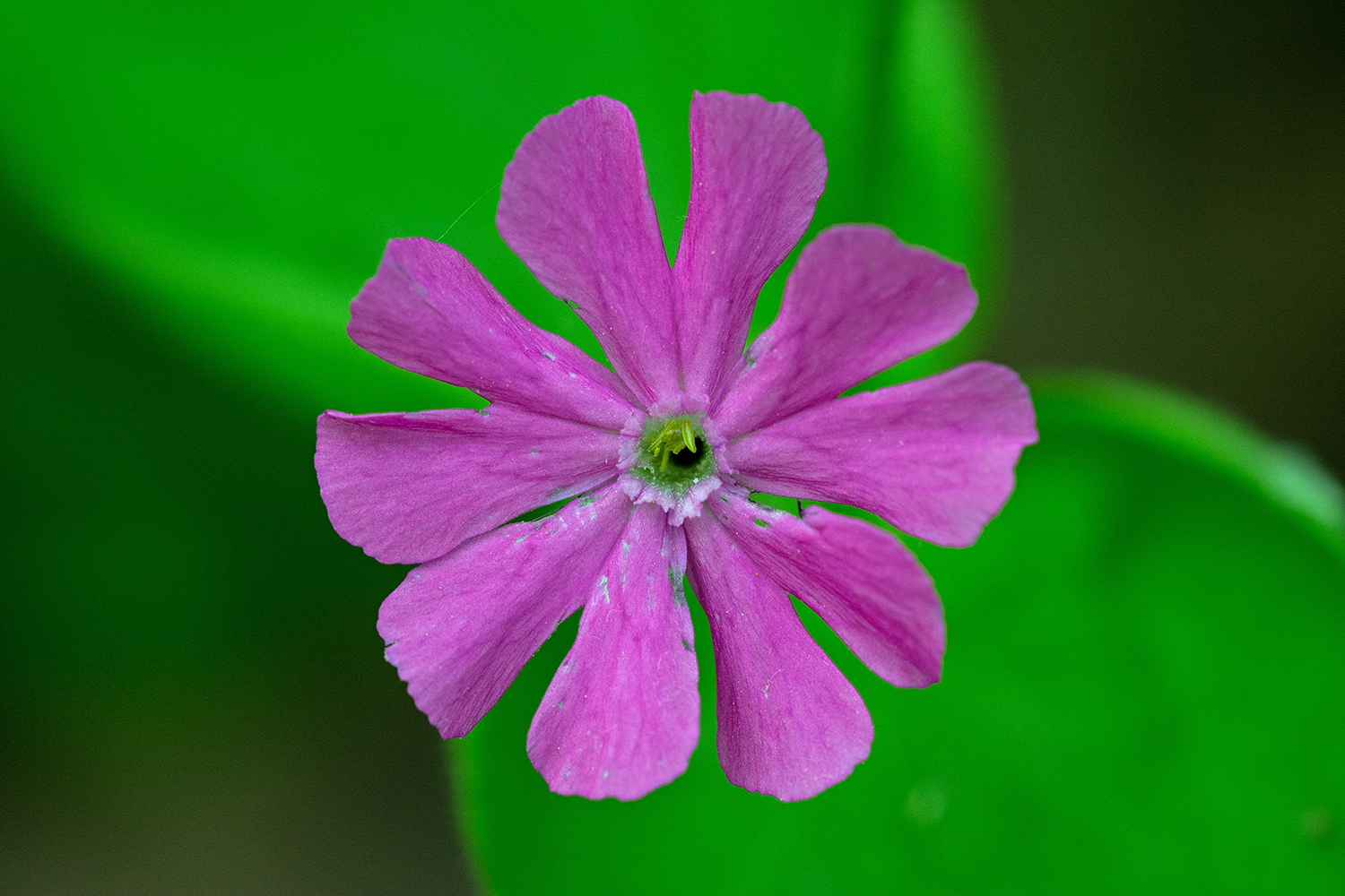 Silene dioica