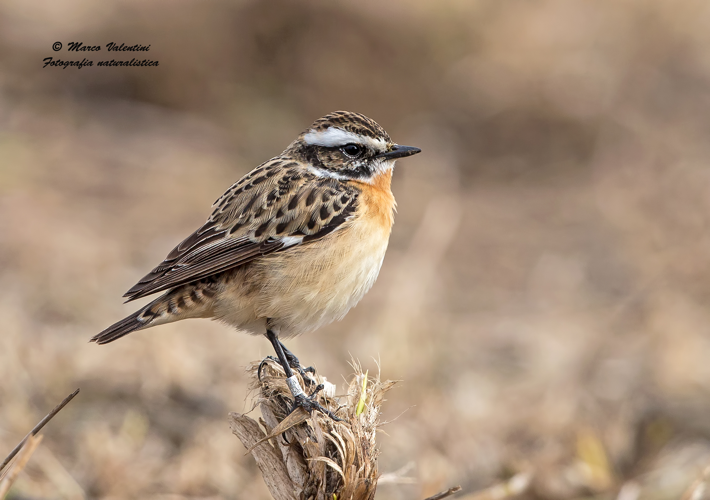 Stiaccino con anello