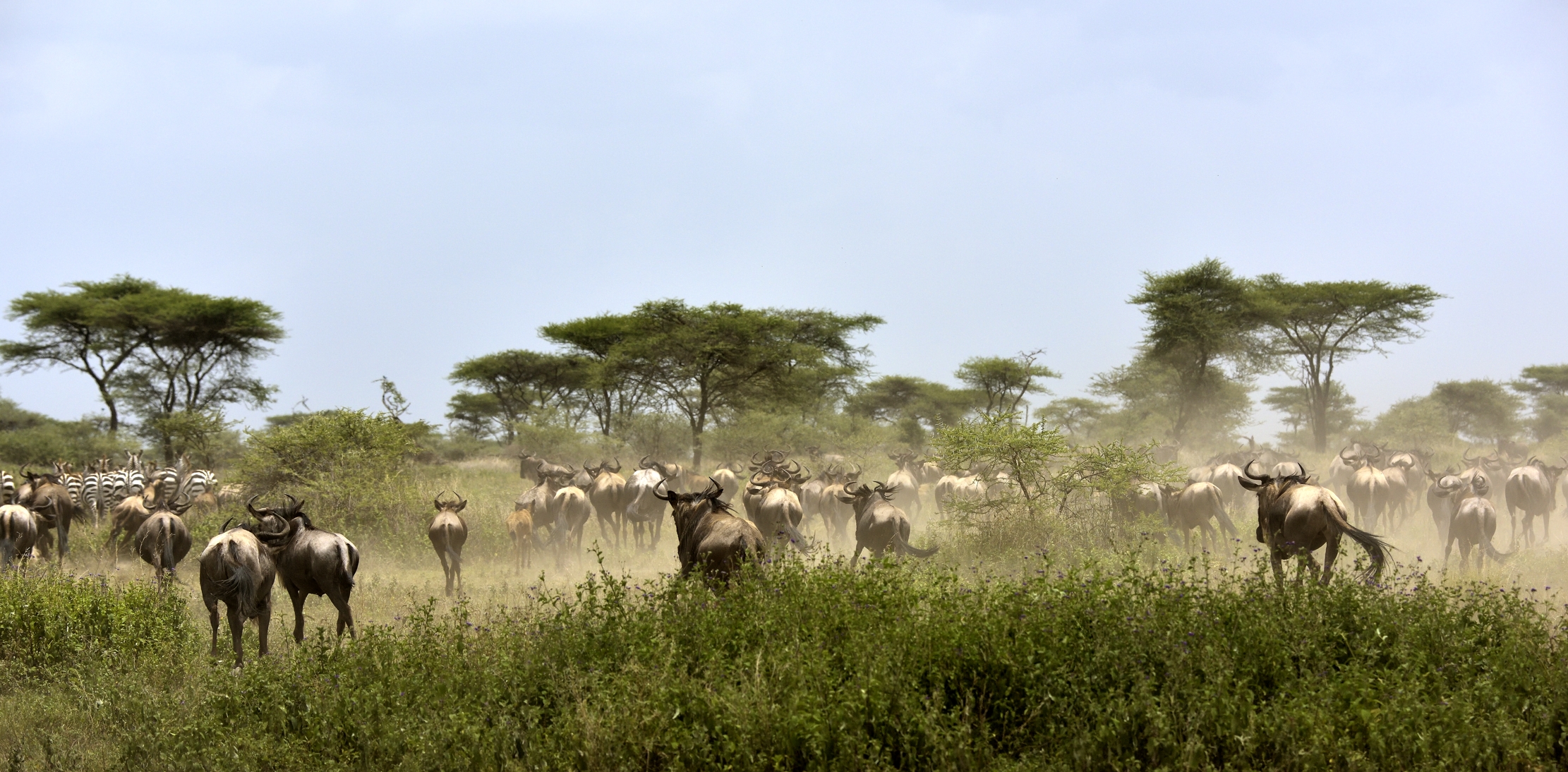 Tanzania 2015 - Migrazione