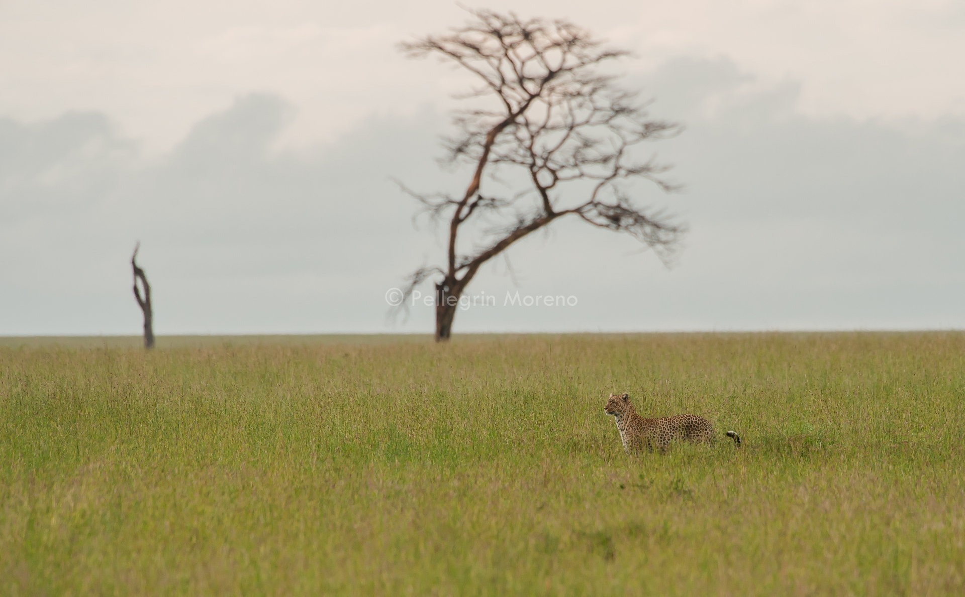 Leopard in the grass