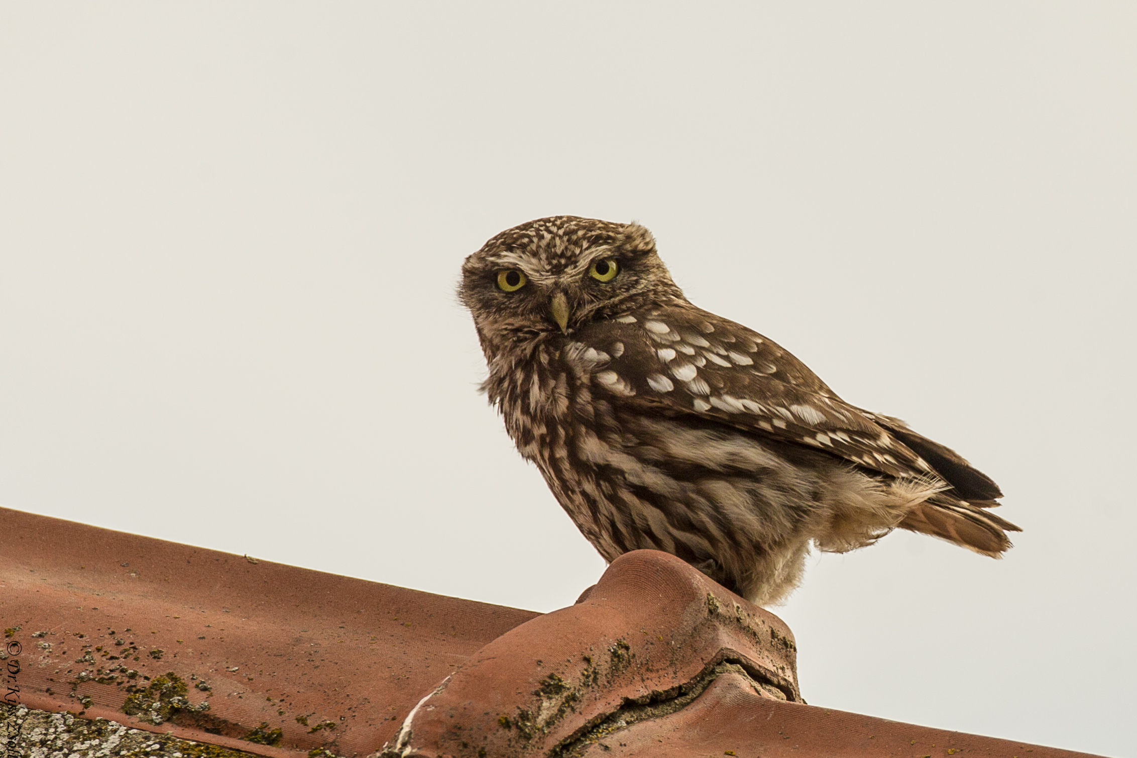 Civetta (Athene noctua). Kübekháza, Ungheria