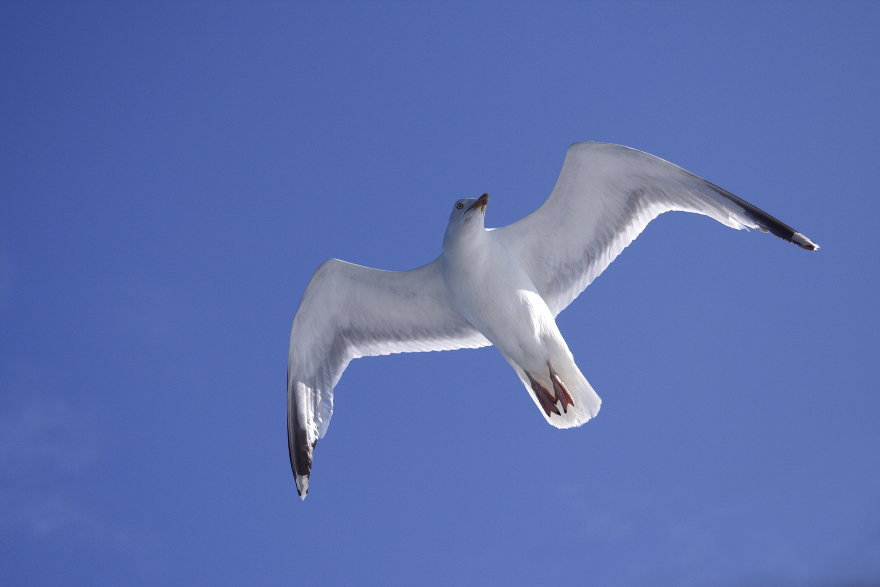 Seagull