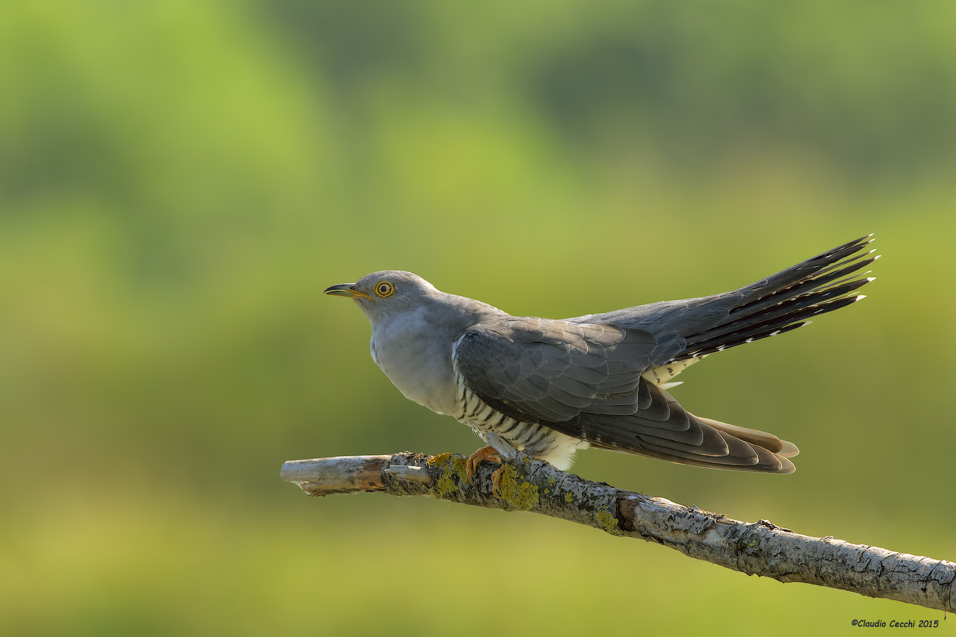 Cuckoo on branch 2