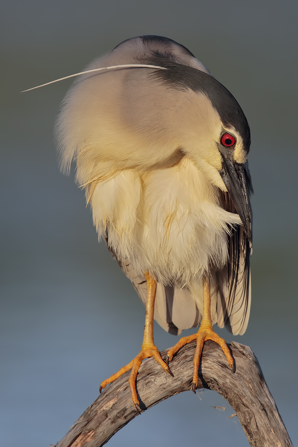 Night Heron in golden light