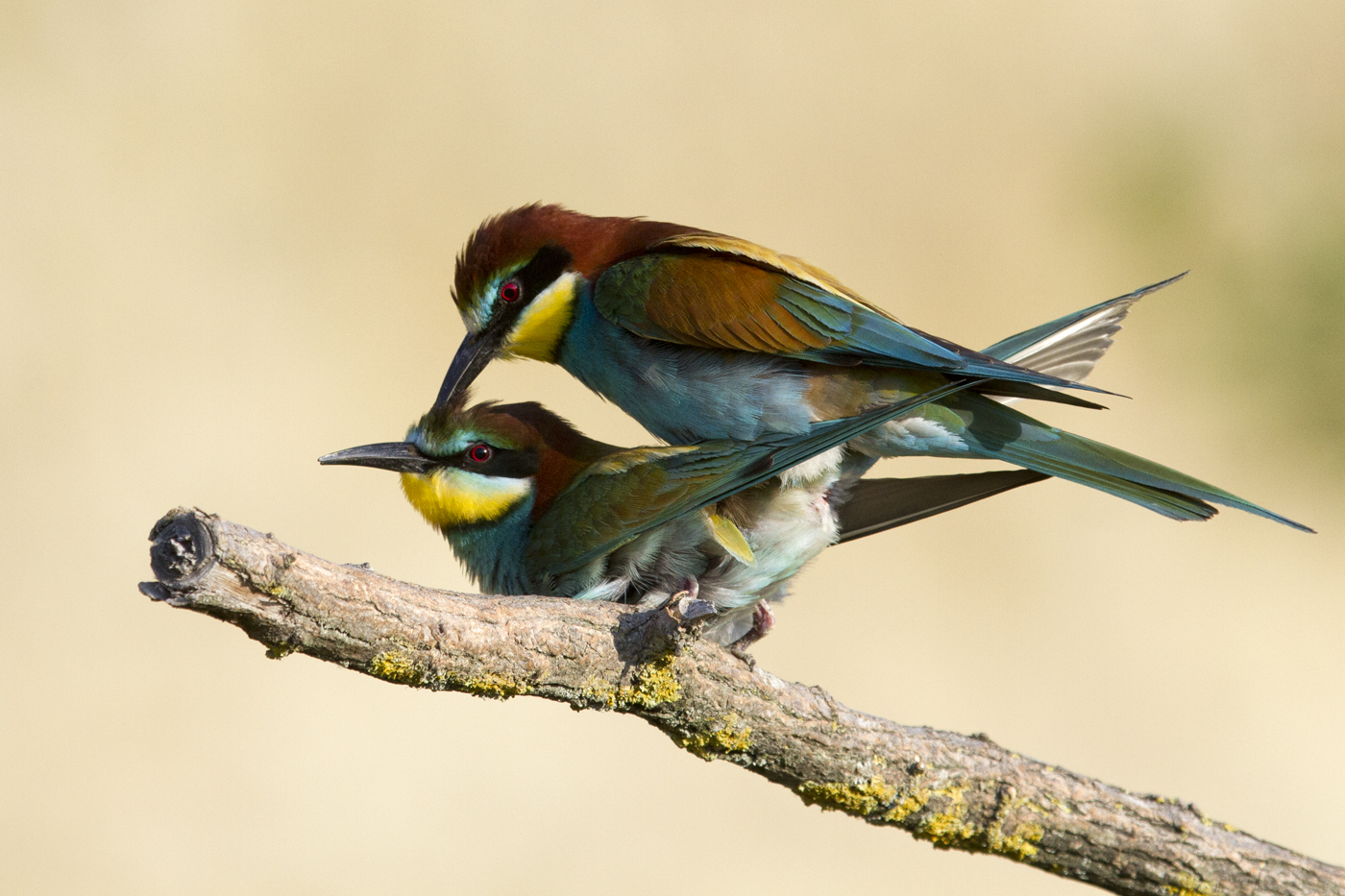 Bee-eaters in coupling