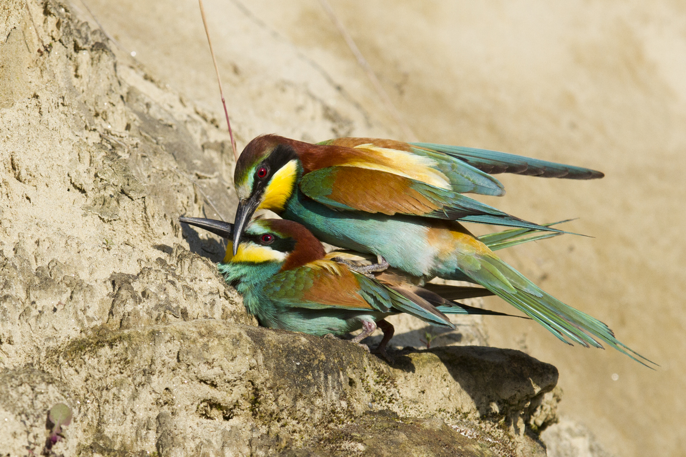 Bee-eaters in coupling