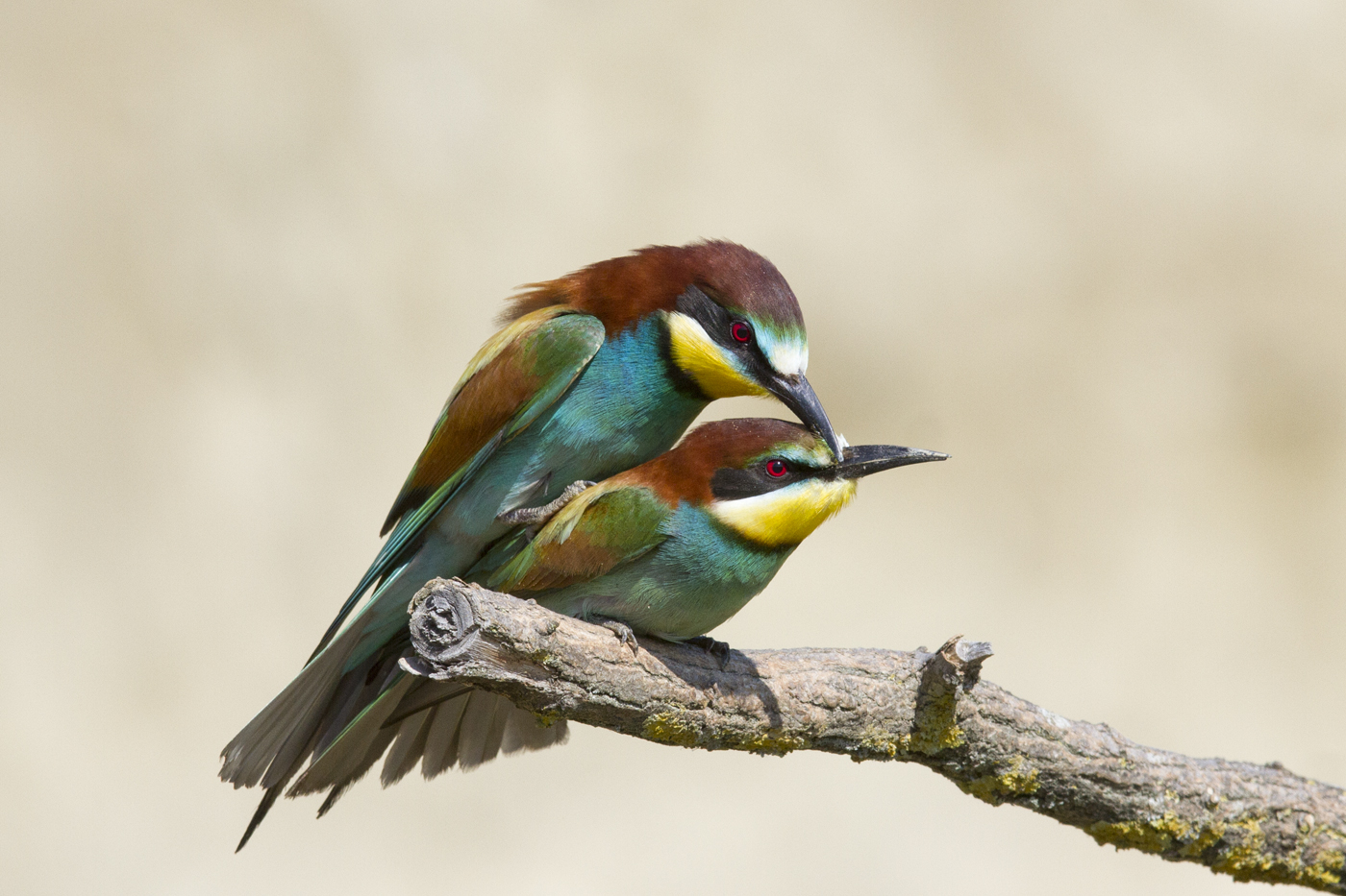 Bee-eaters in coupling