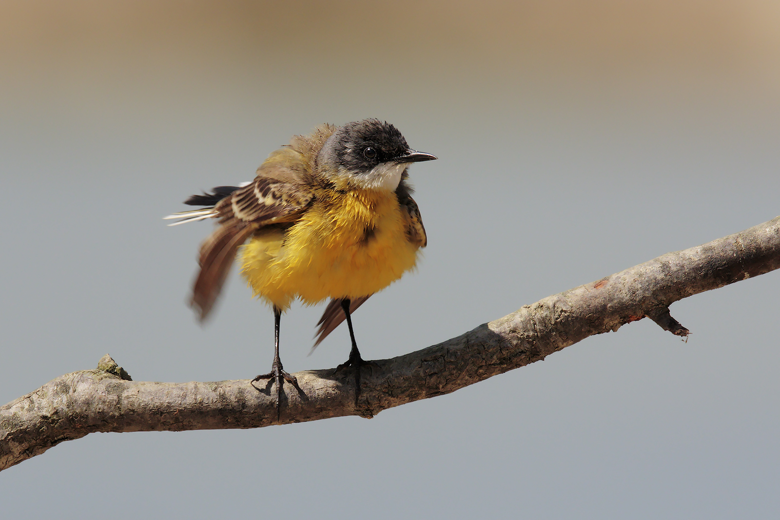 Cutrettola arruffata