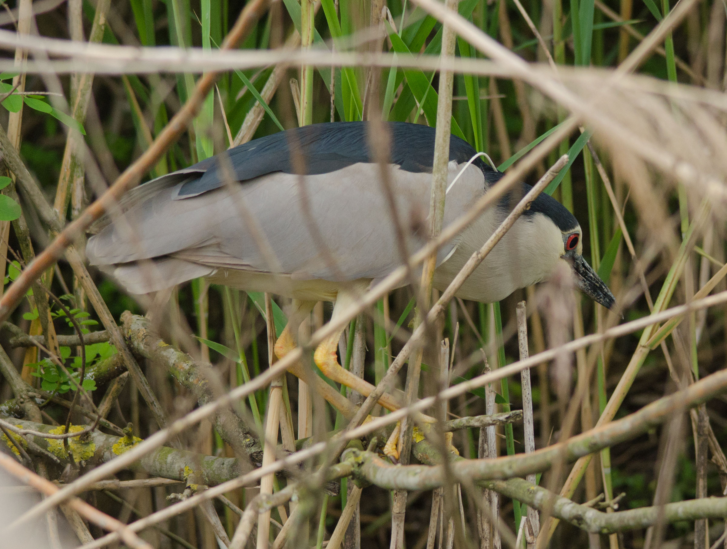 night heron in the reeds